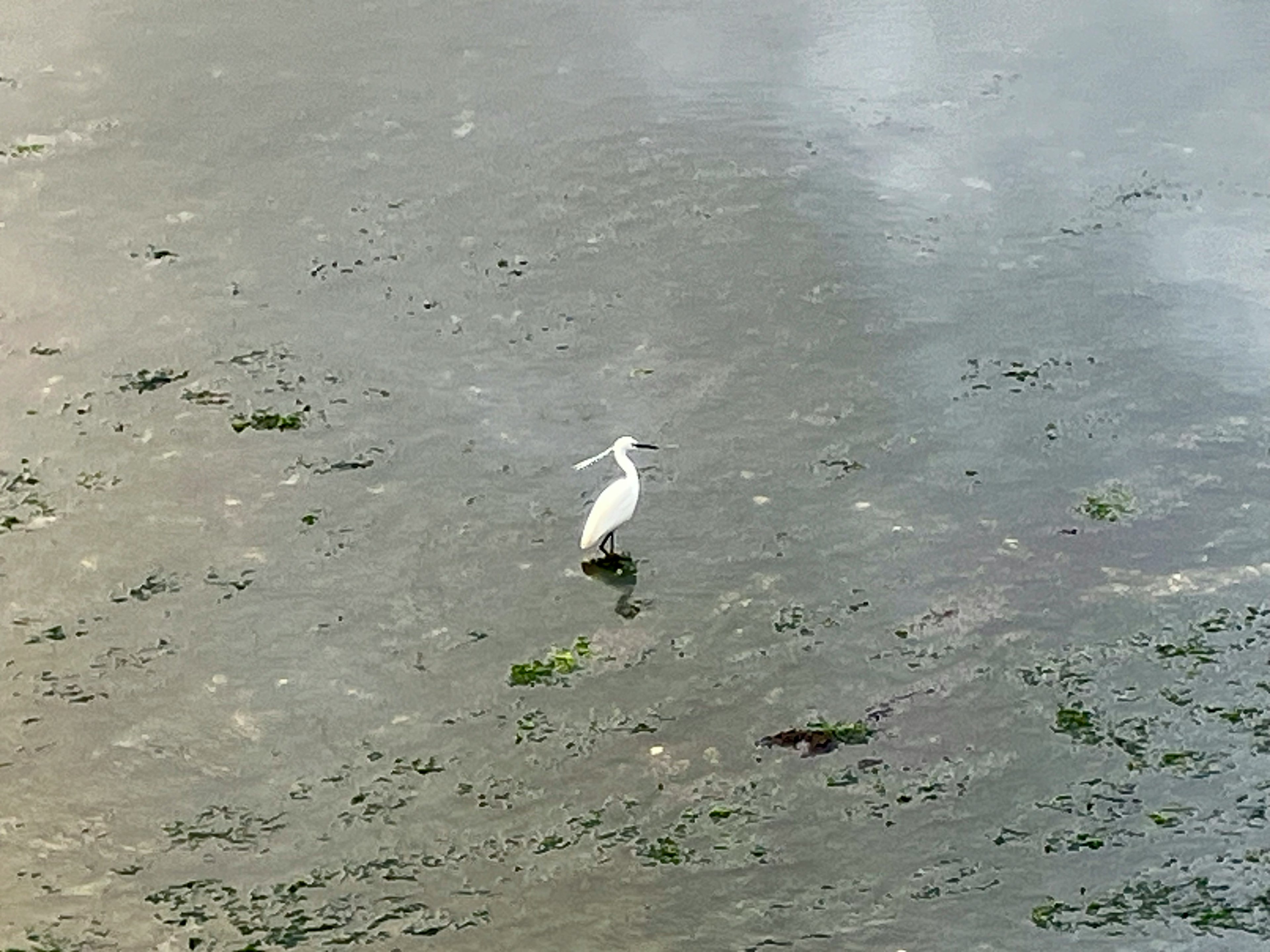 白い鳥が水面に立っている風景