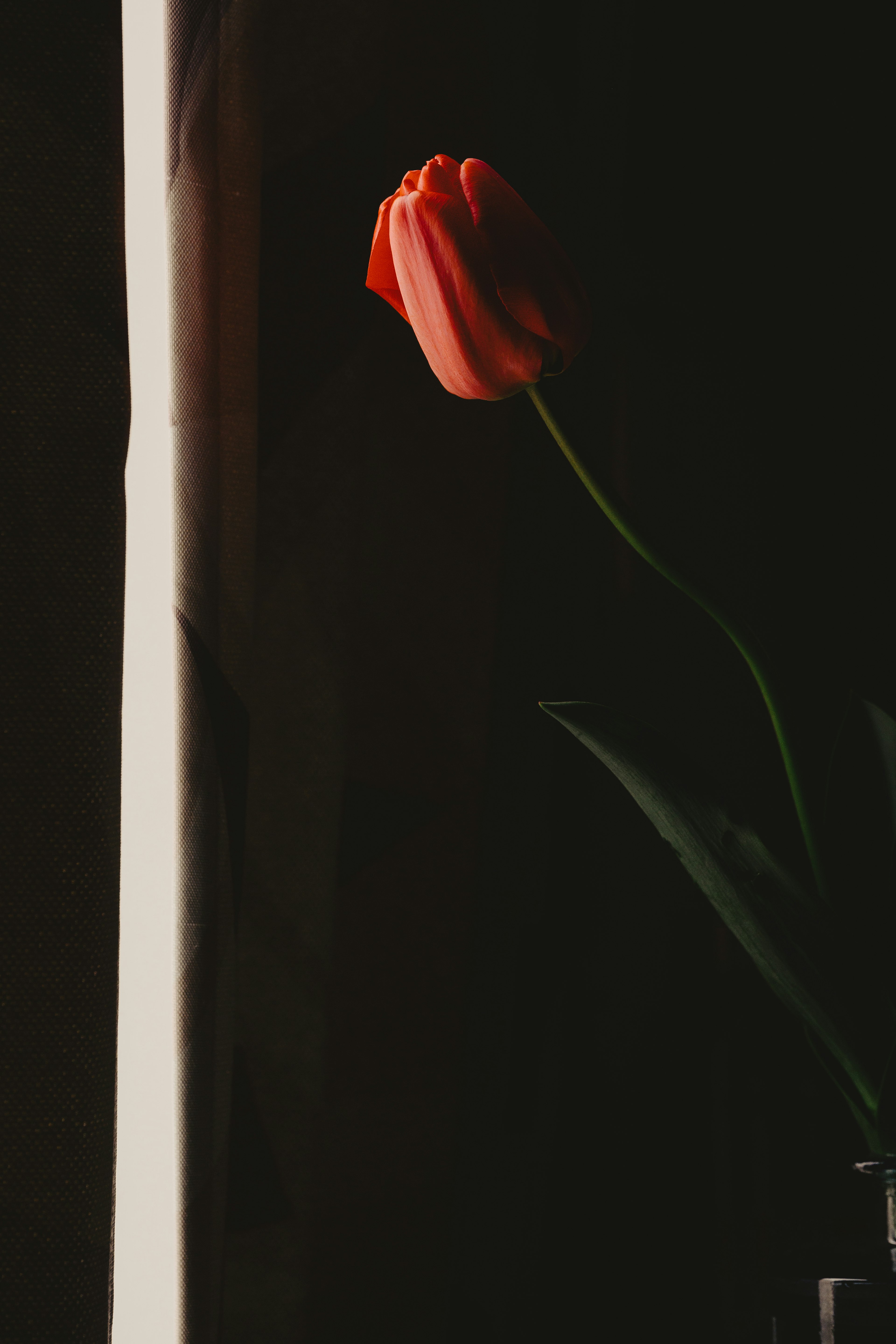 A red tulip flower against a dark background