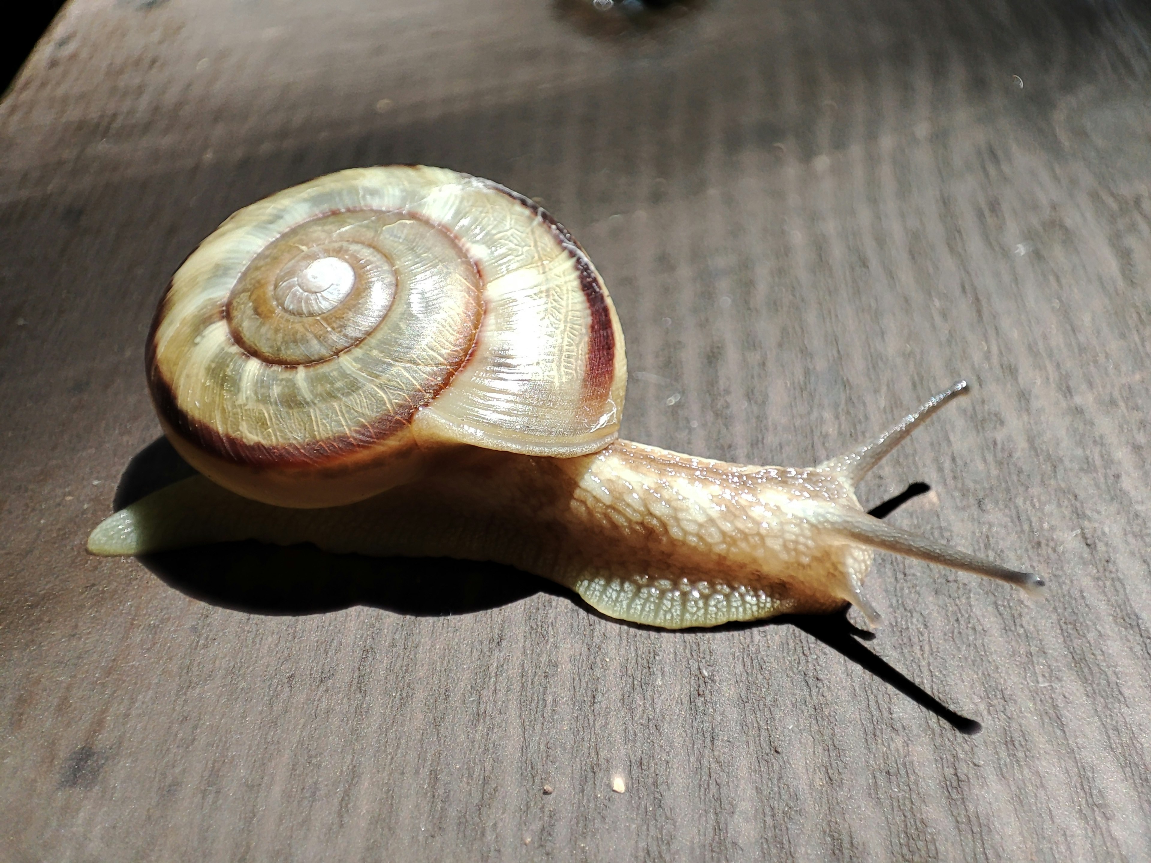 Side view of a snail on wooden surface