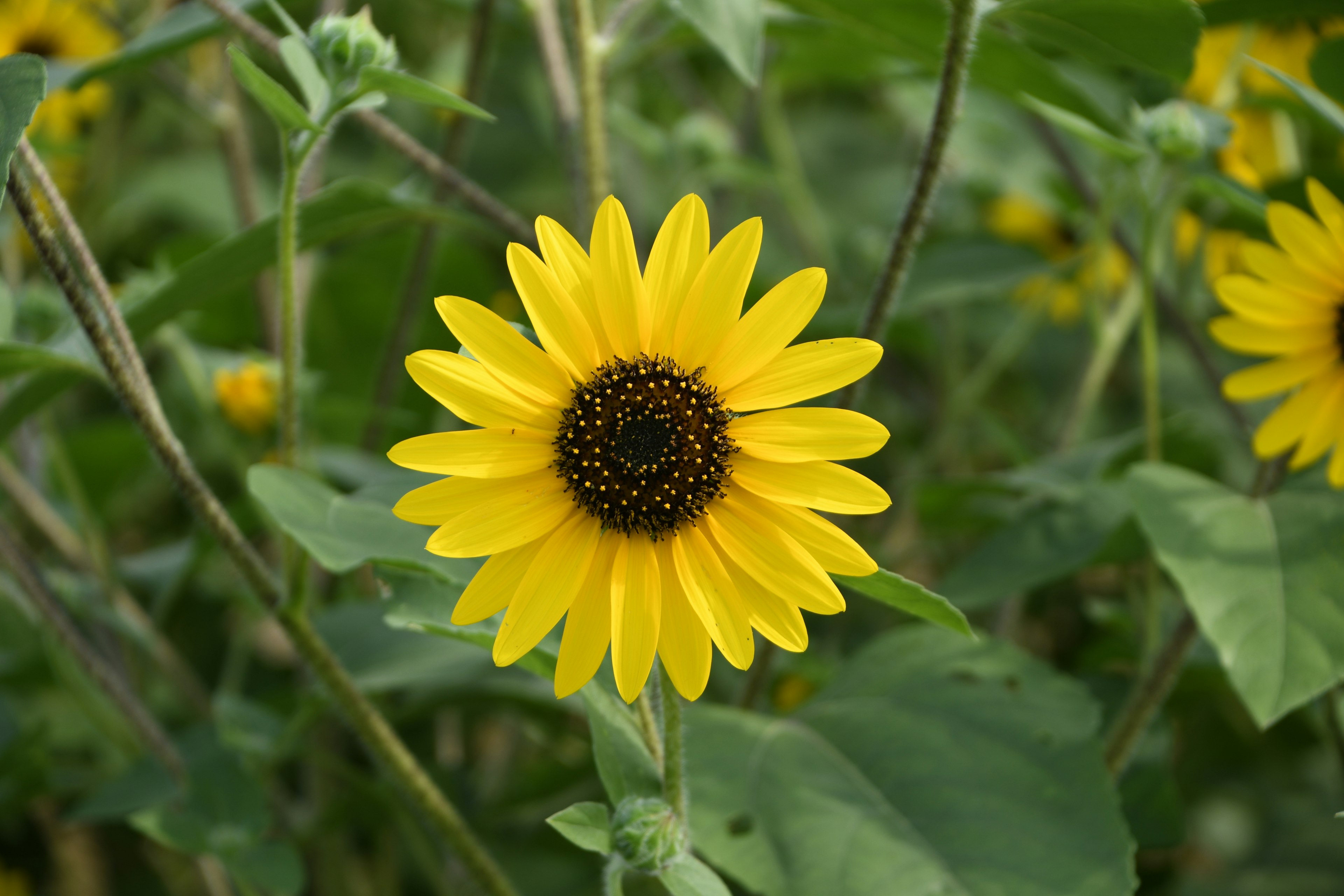 Girasol amarillo vibrante rodeado de hojas verdes