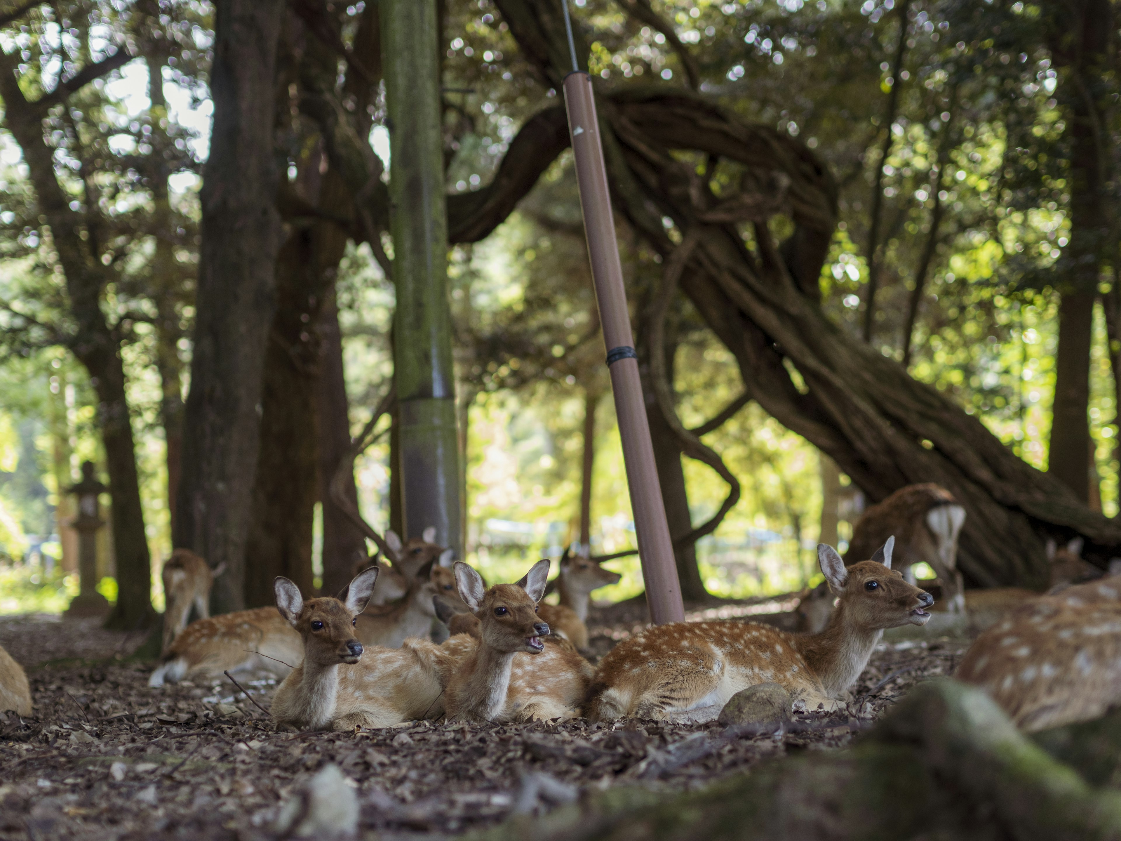 Un gruppo di cervi che riposa in un ambiente boschivo