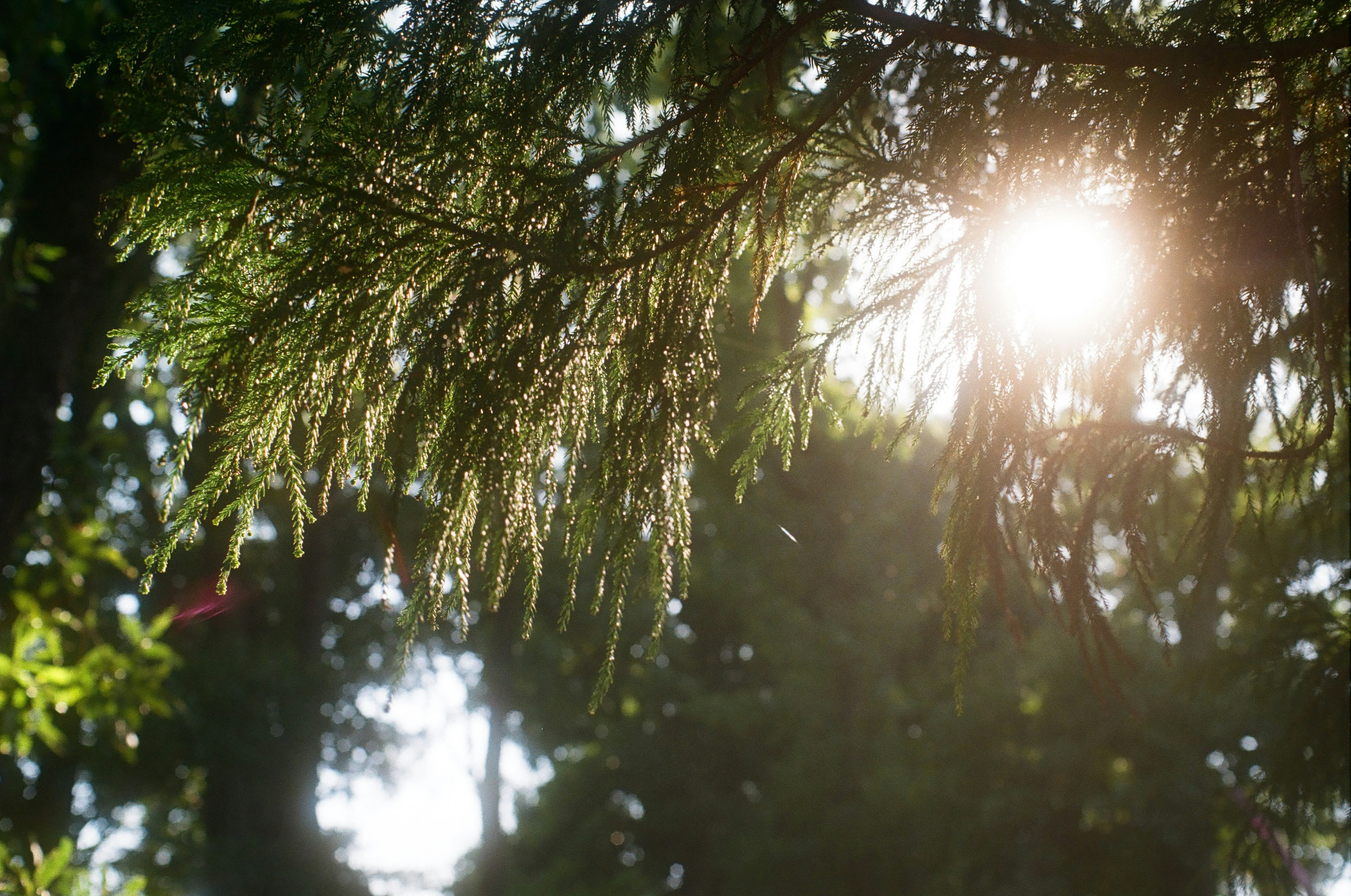 Sonnenlicht, das durch grünes Laub und Bäume filtert