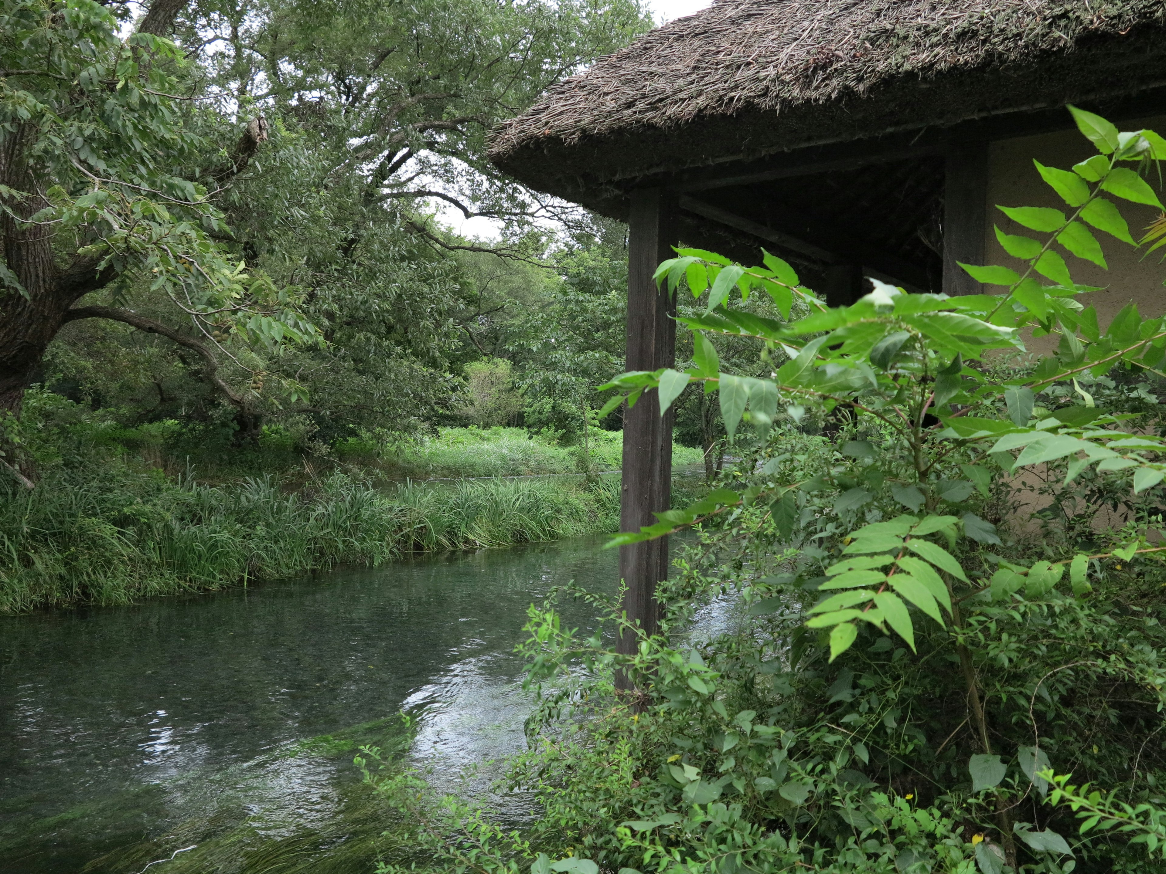 被郁郁葱葱的绿色和流动的河流包围的小屋风景