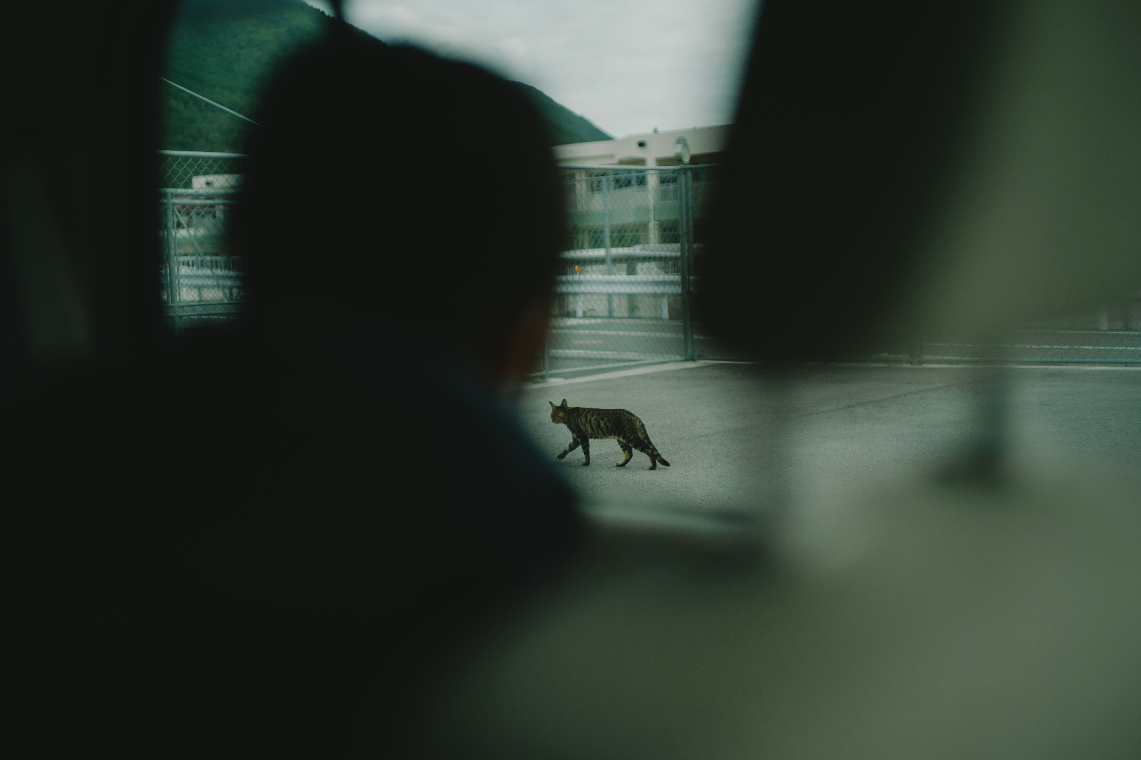 Un gatto che attraversa la strada visto da un finestrino dell'auto