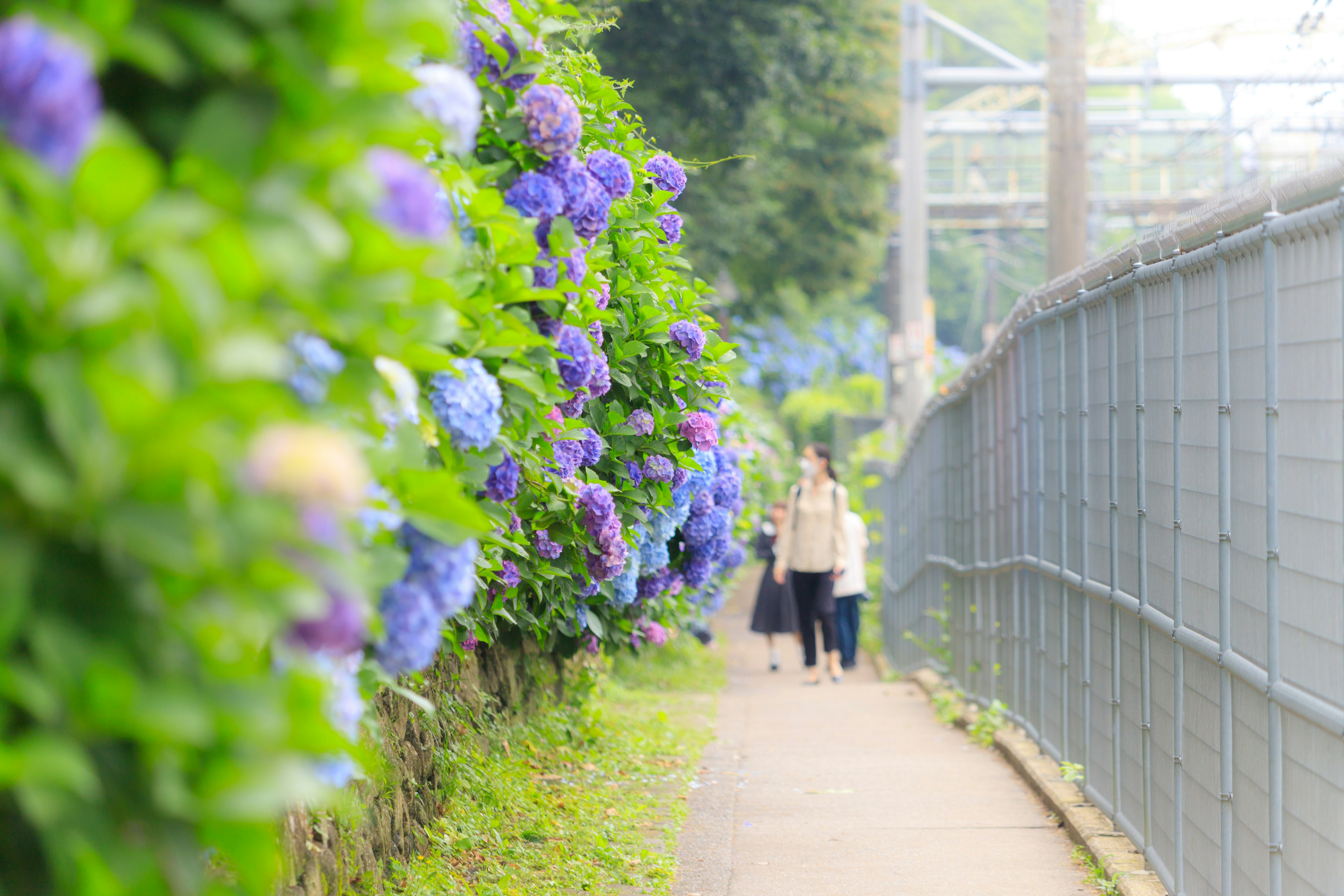 Persone che camminano lungo un sentiero fiancheggiato da ortensie in fiore