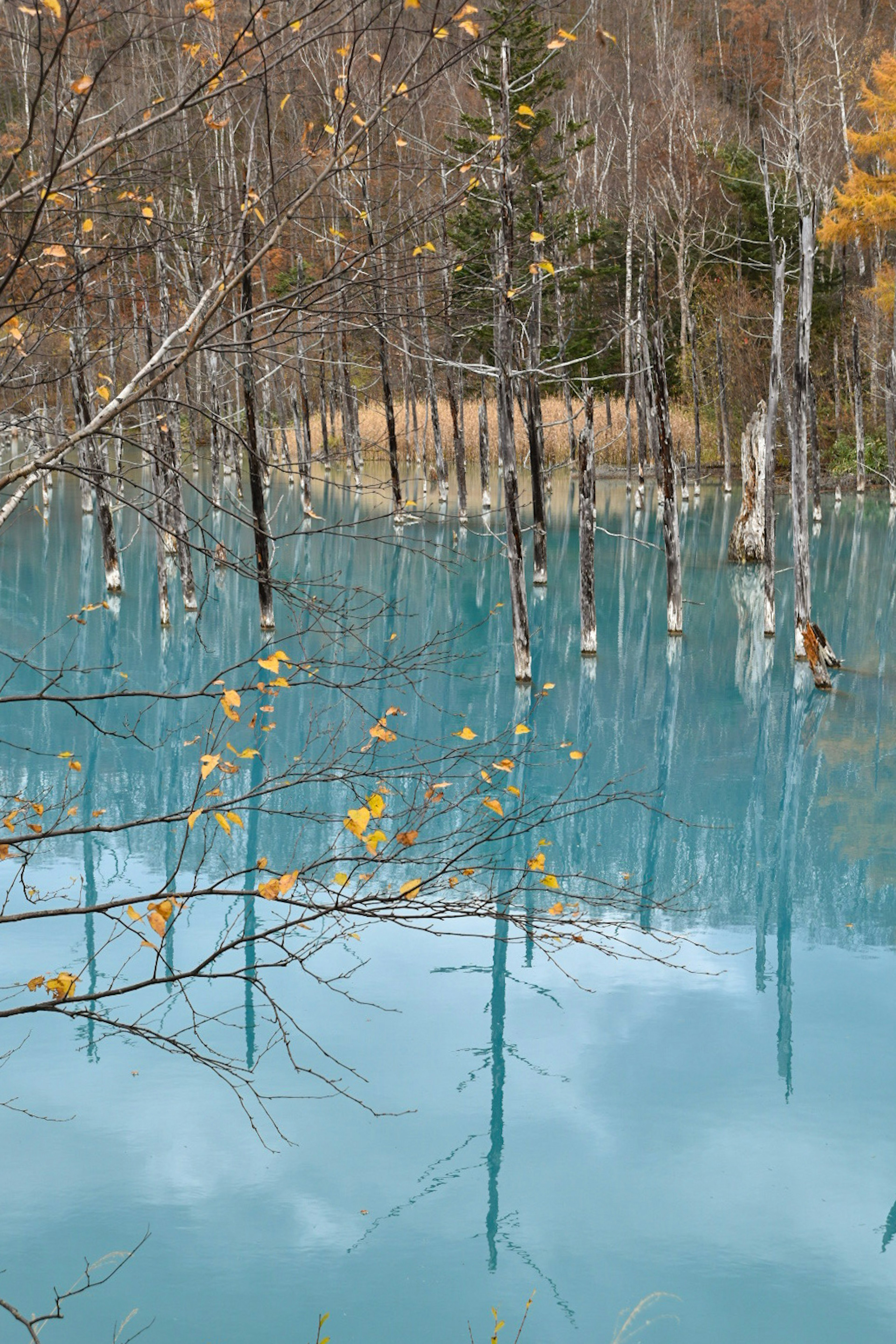 Reflexion von Bäumen in einem blauen Teich mit Herbstblättern