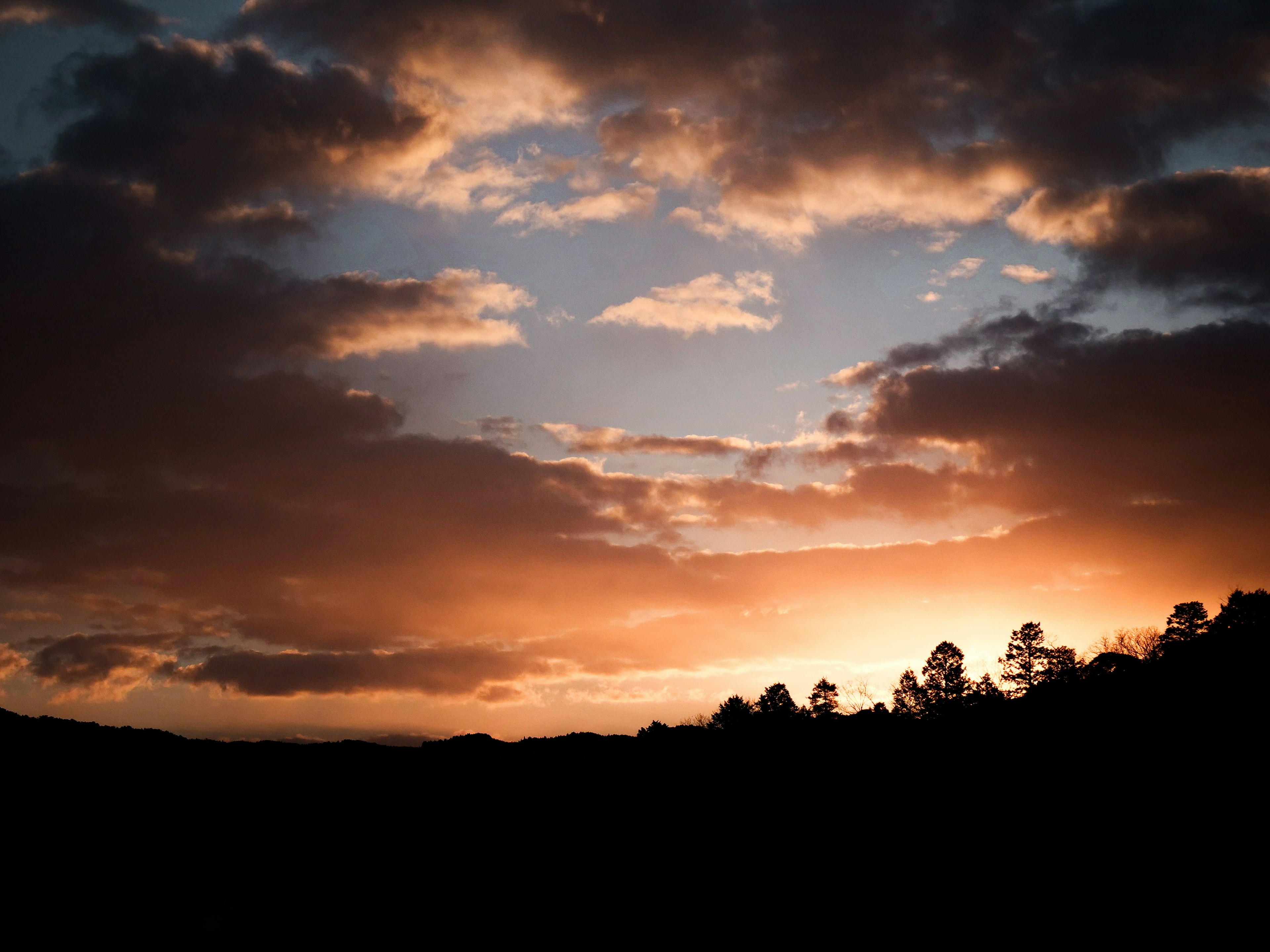 Cielo al tramonto con alberi in silhouette