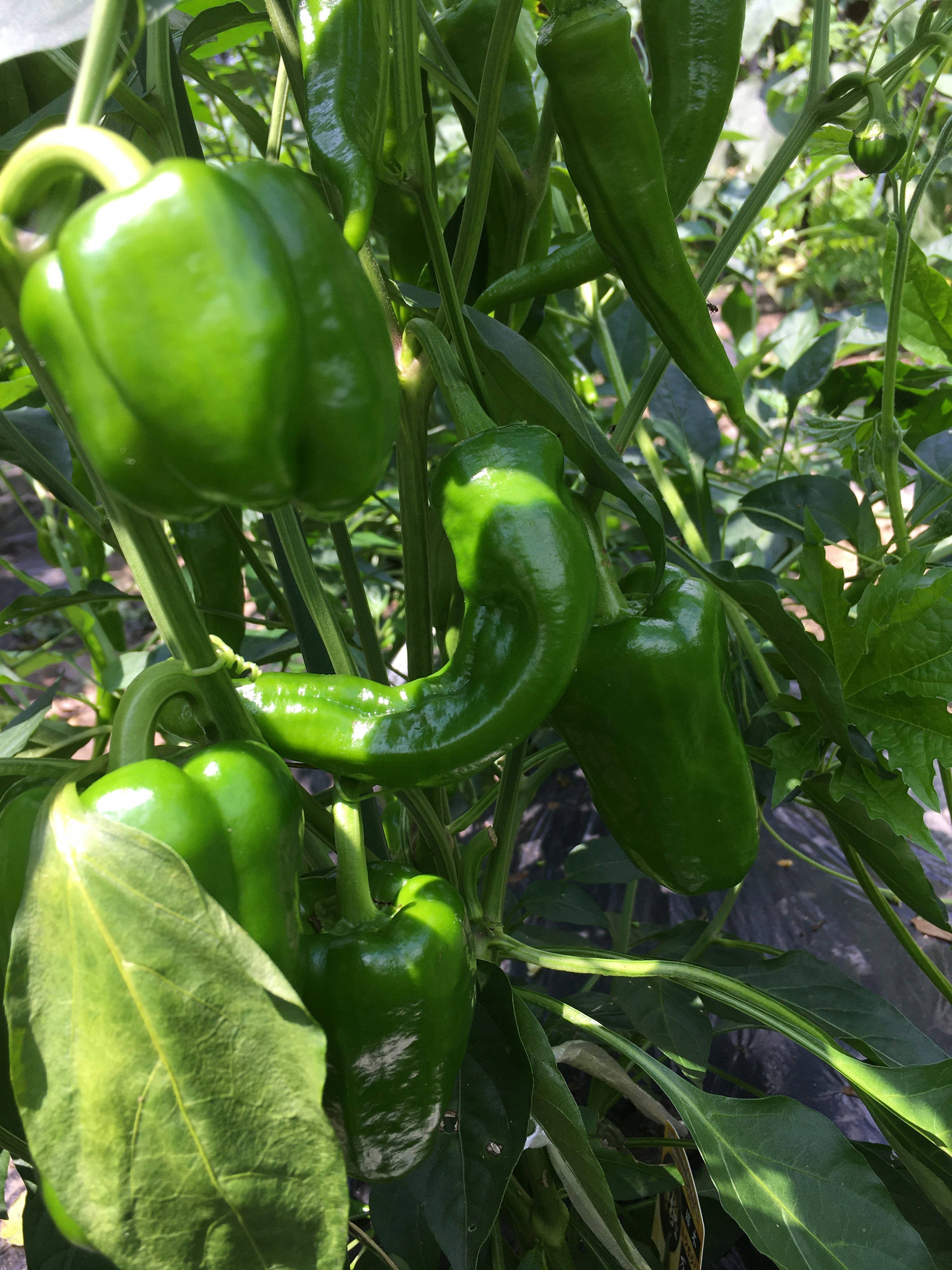 Green bell peppers growing on a plant