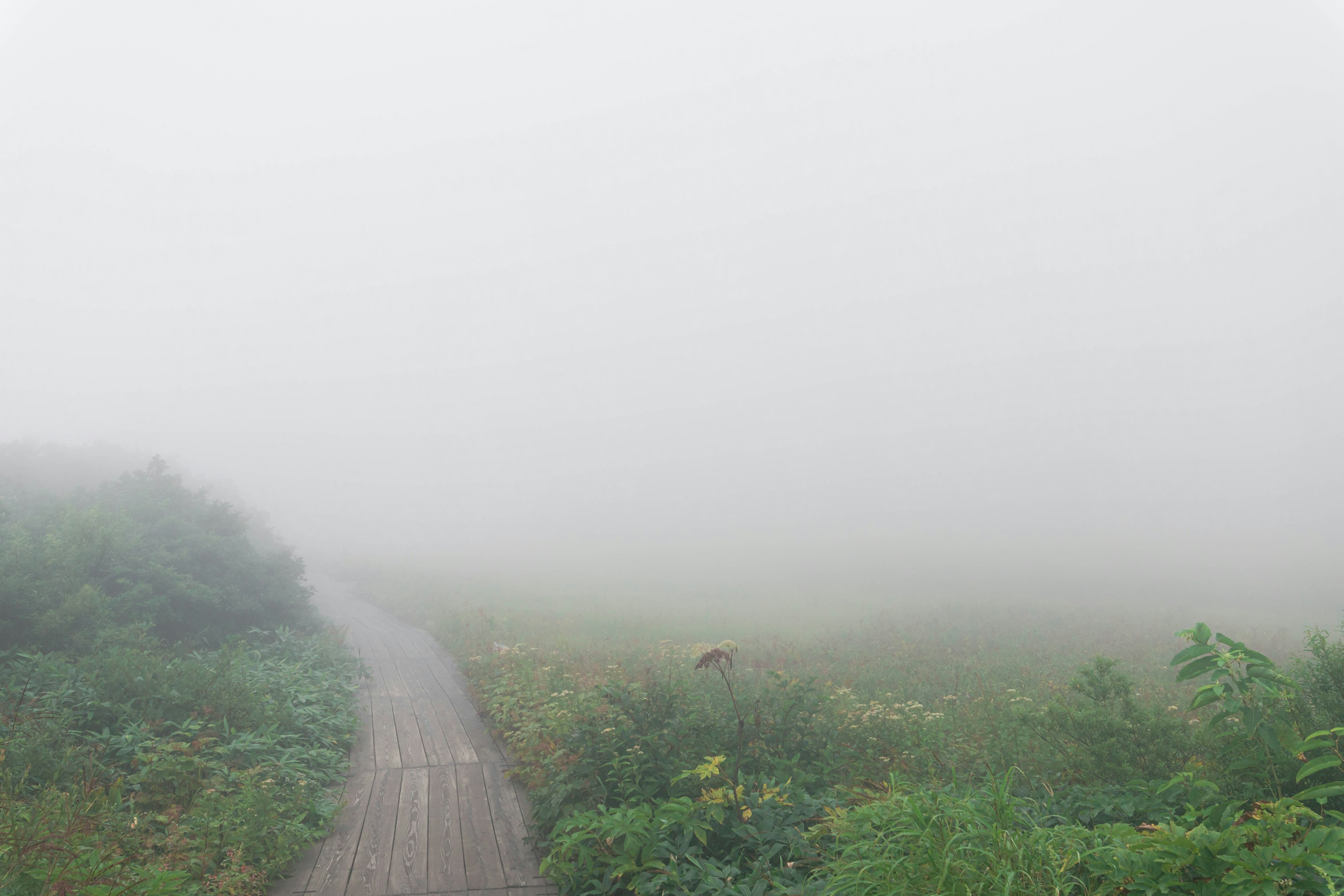 Foggy pathway leading into a green landscape