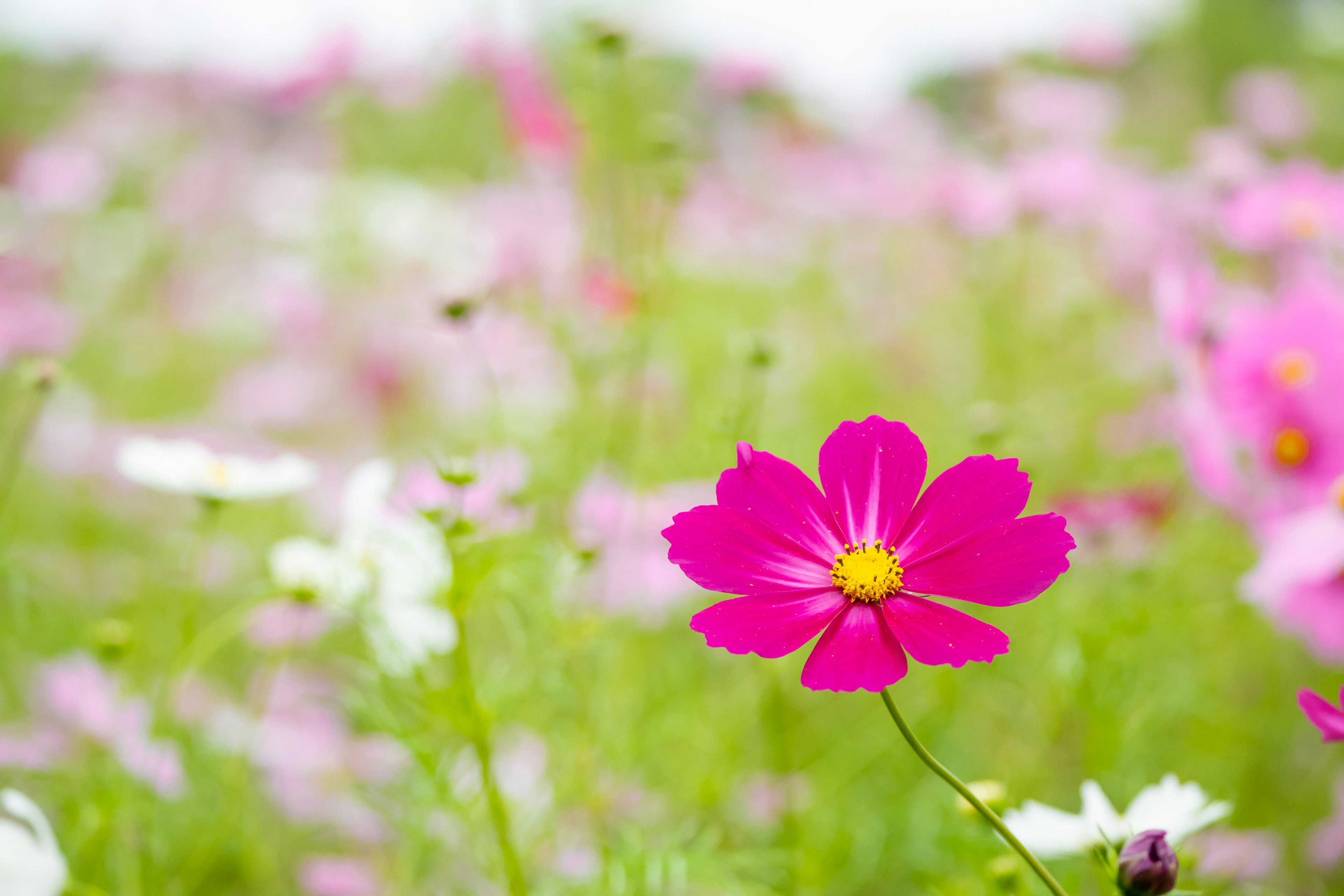 Vibrant pink cosmos flower amidst a colorful field of blooming flowers