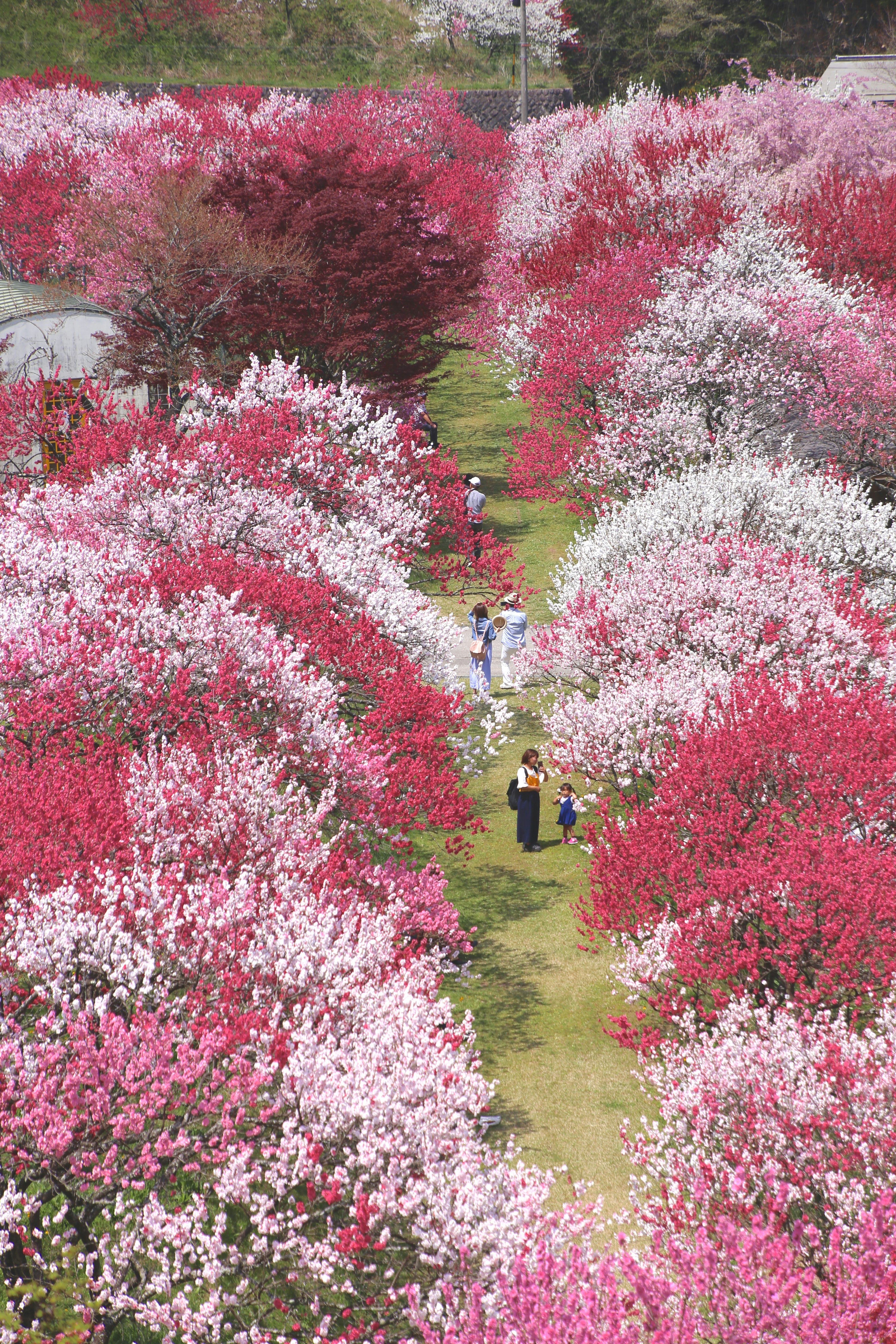 ผู้คนเดินอยู่ตามทางดอกไม้หลากสีที่มีดอกไม้สีชมพูและขาว