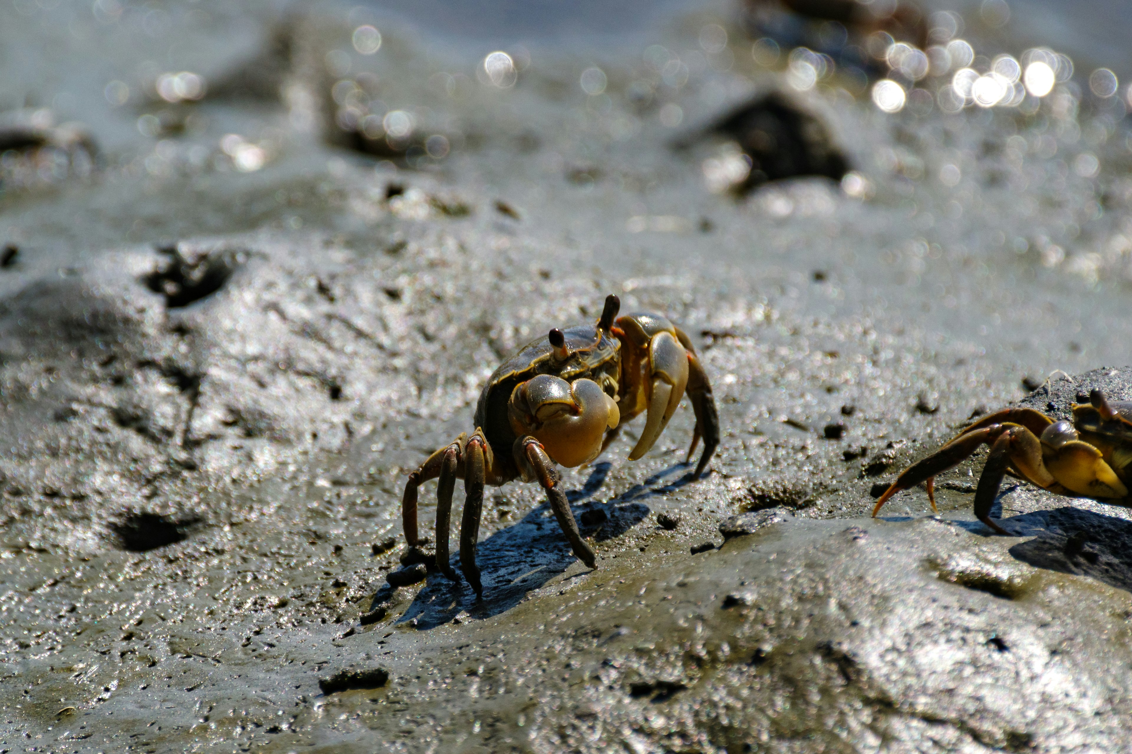 Deux crabes sur un terrain boueux avec des reflets de lumière