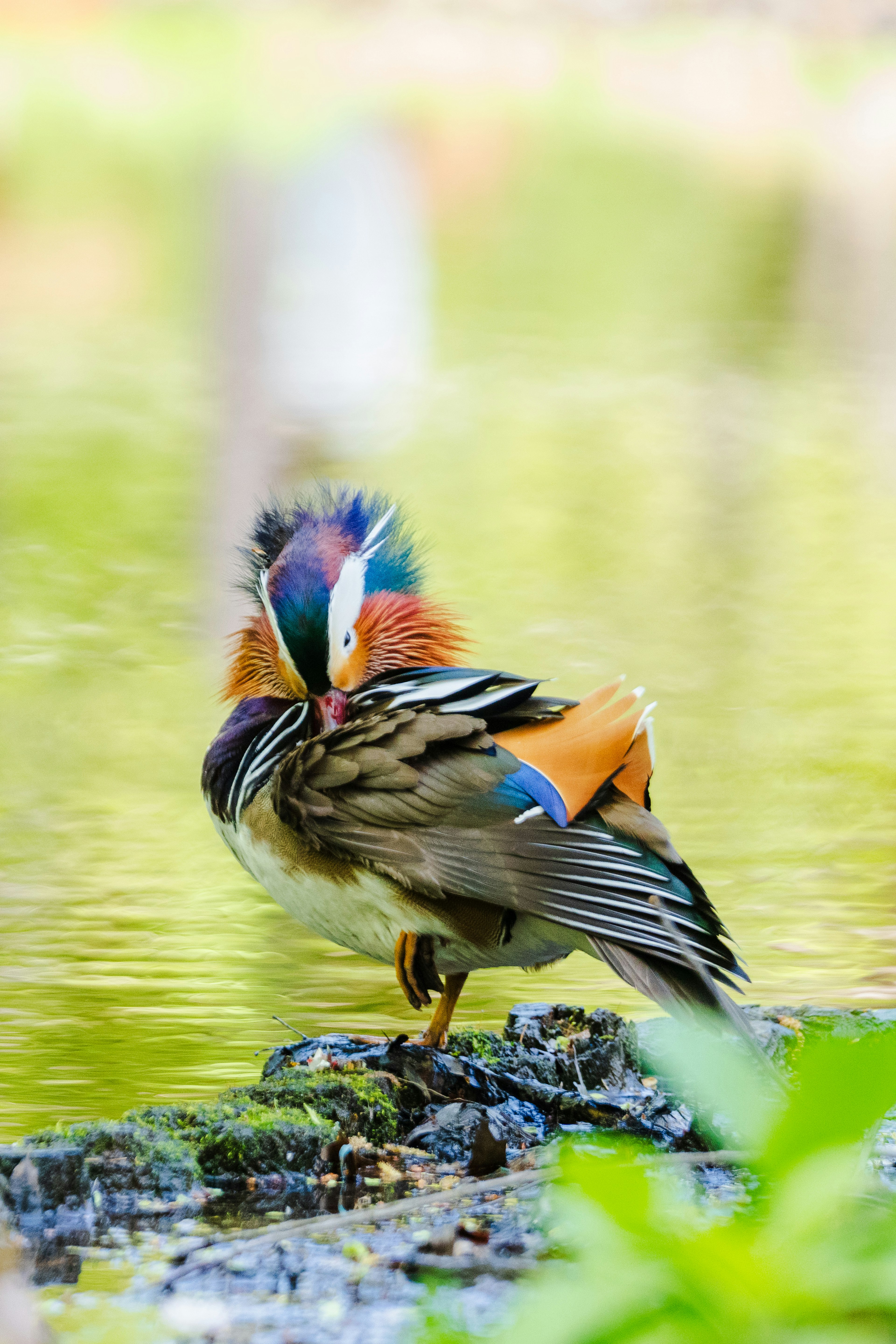 A mandarin duck preening its colorful feathers by the water