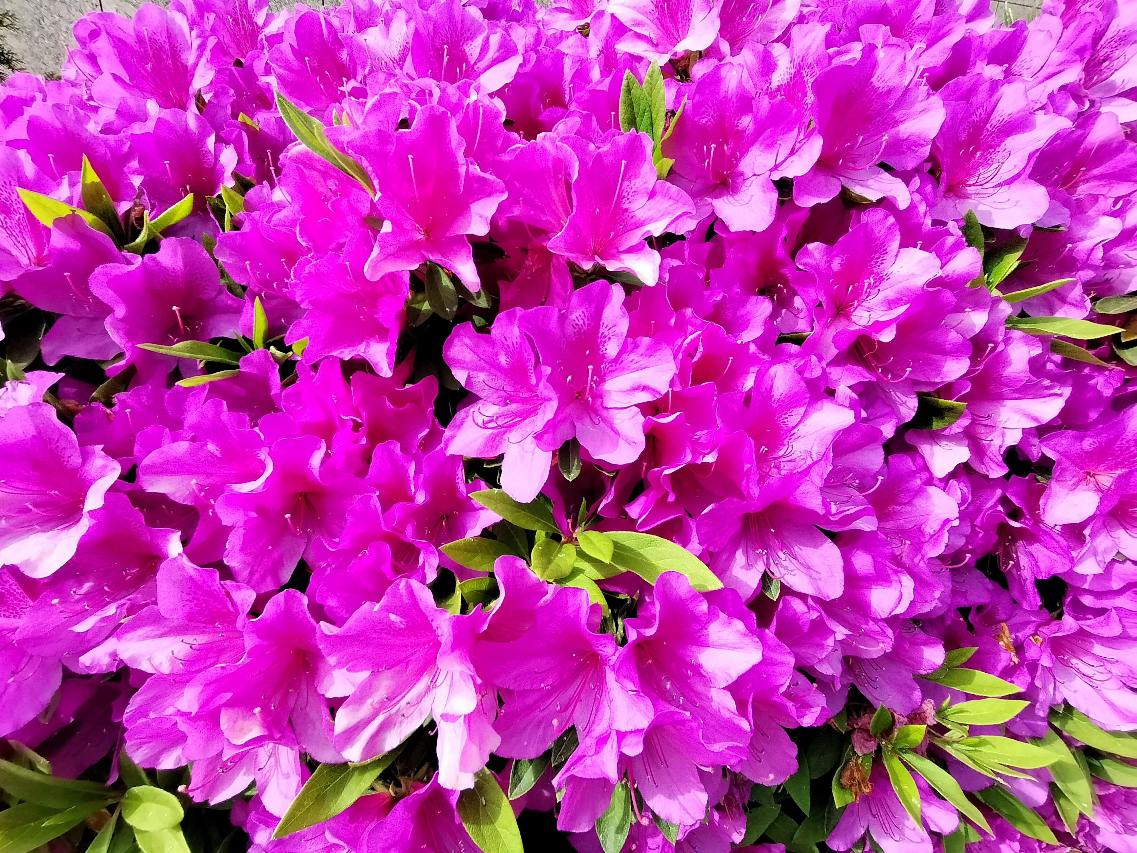 Vibrant pink azalea flowers clustered together