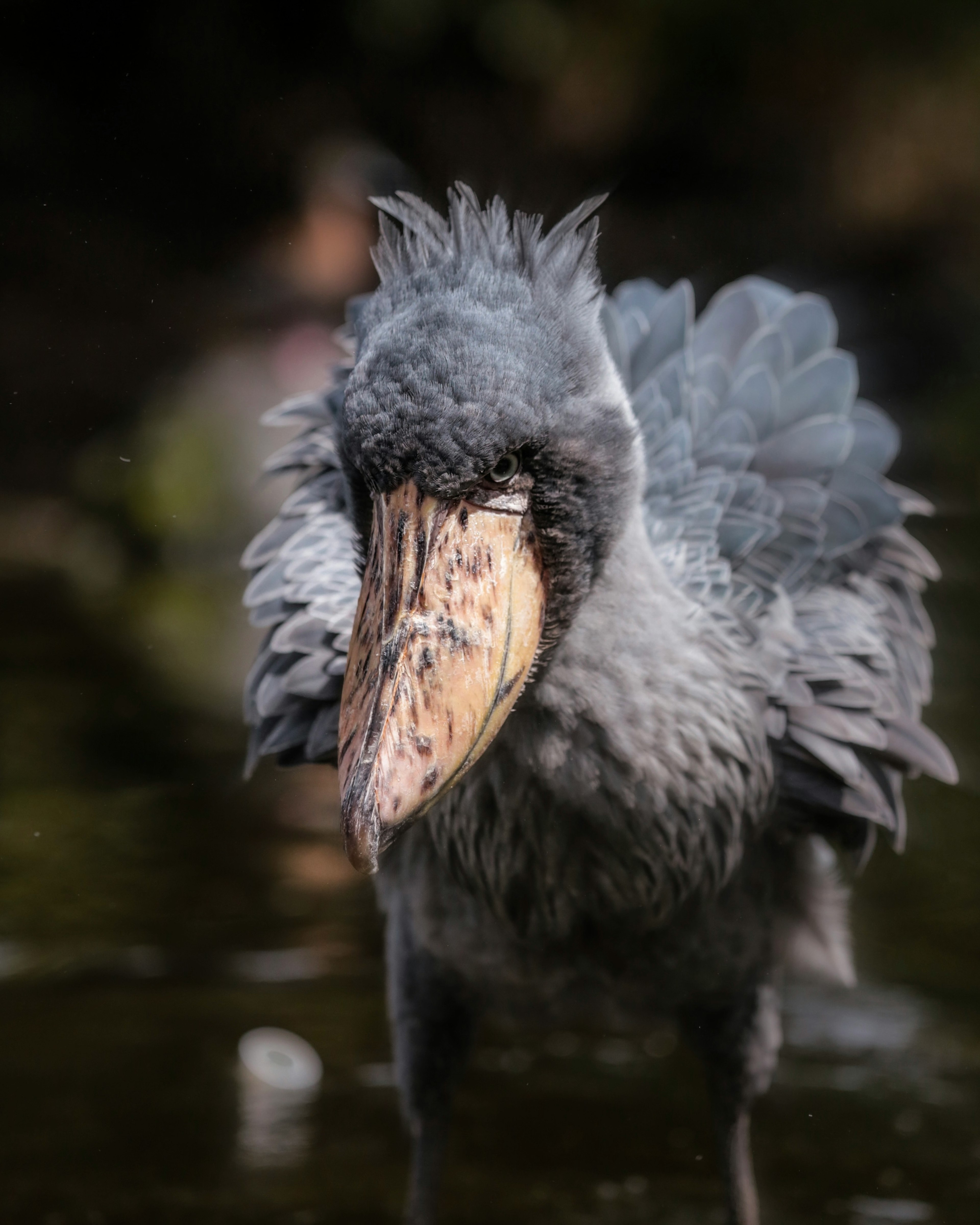 Unique appearance of a shoebill standing by the water