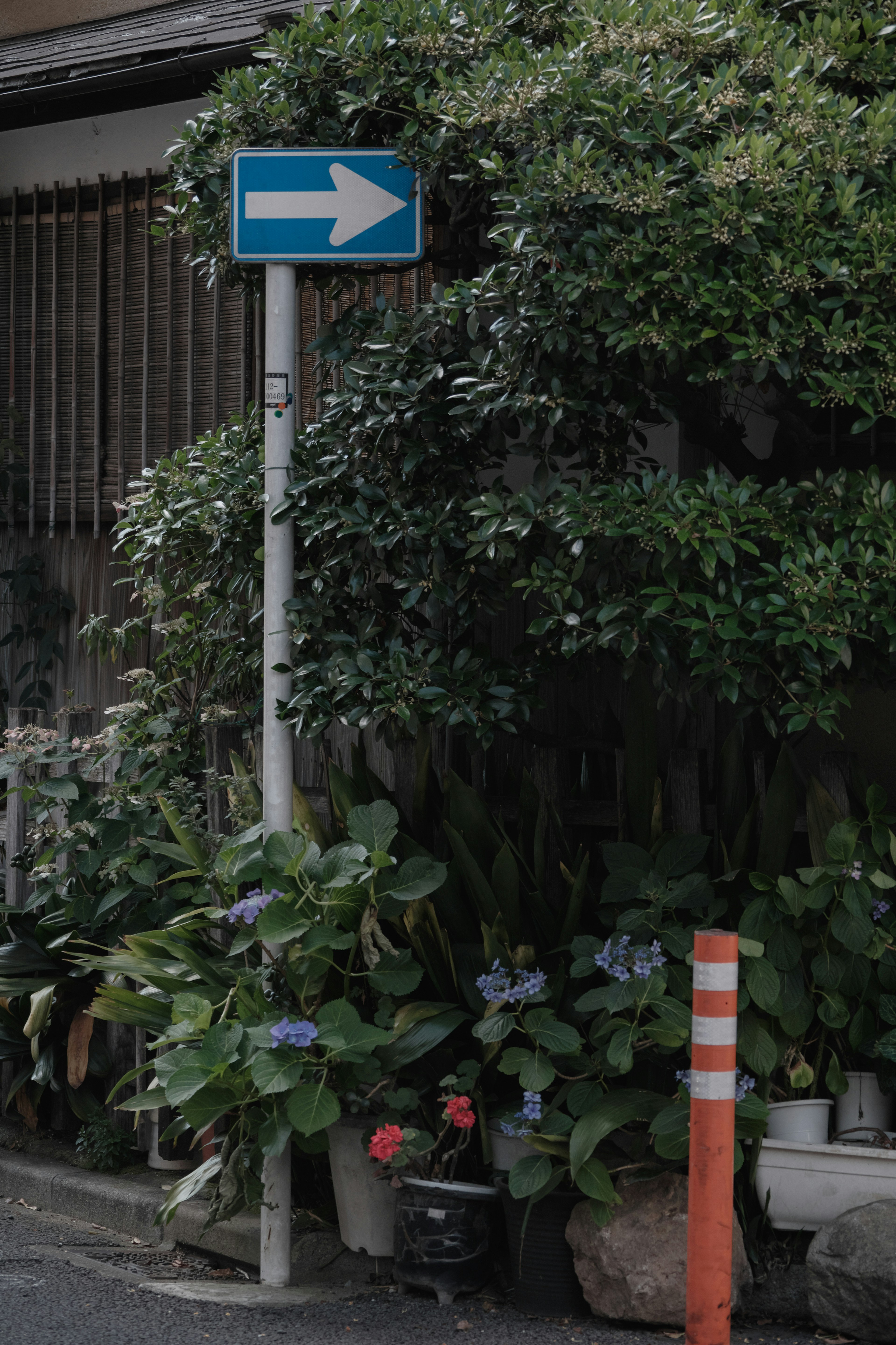 Street sign indicating right turn surrounded by lush greenery