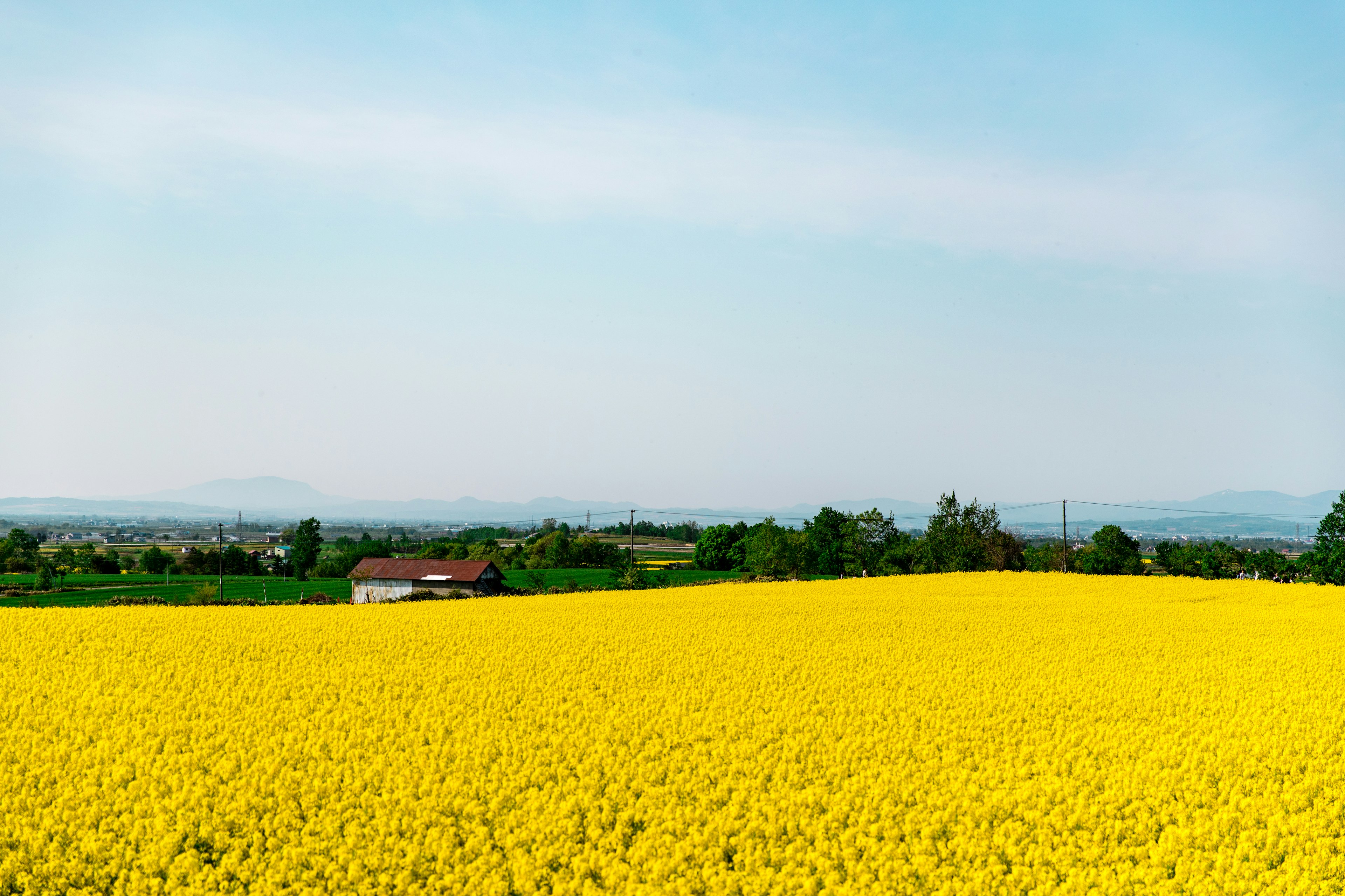 Vast landscape of yellow flowers with a small house in the distance