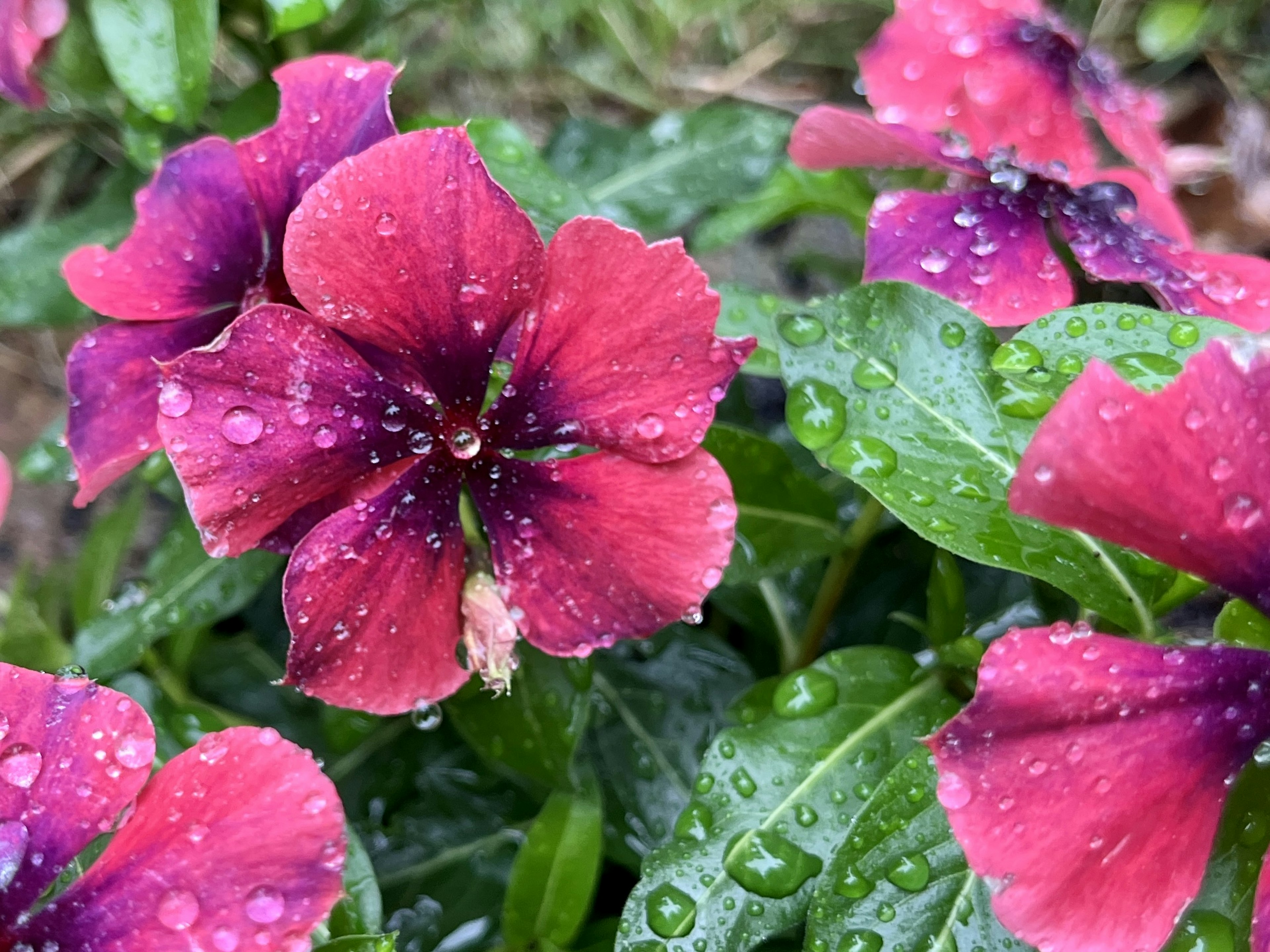 Vibrant pink and purple flowers covered in raindrops