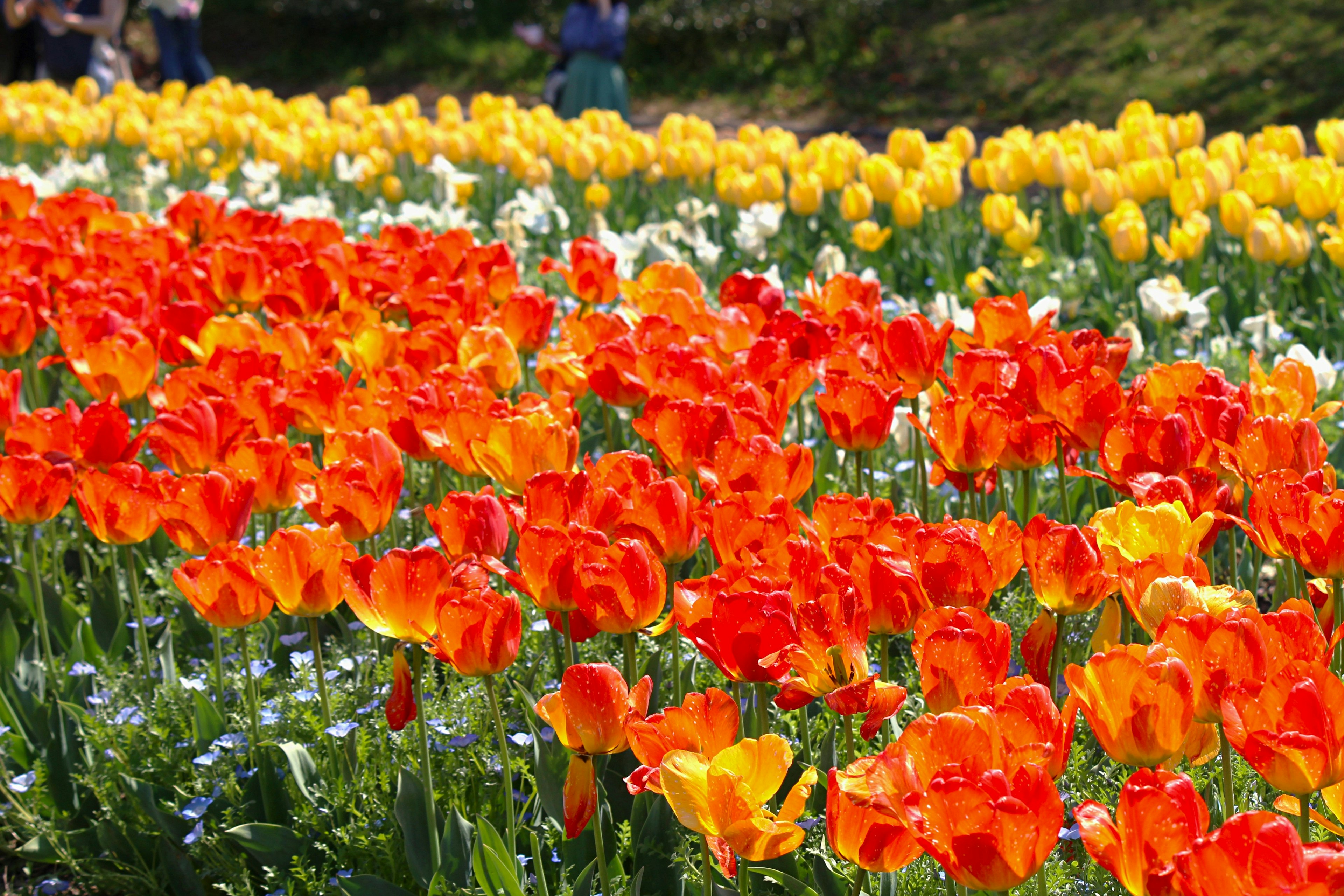 Tulipes colorées en fleurs dans un champ