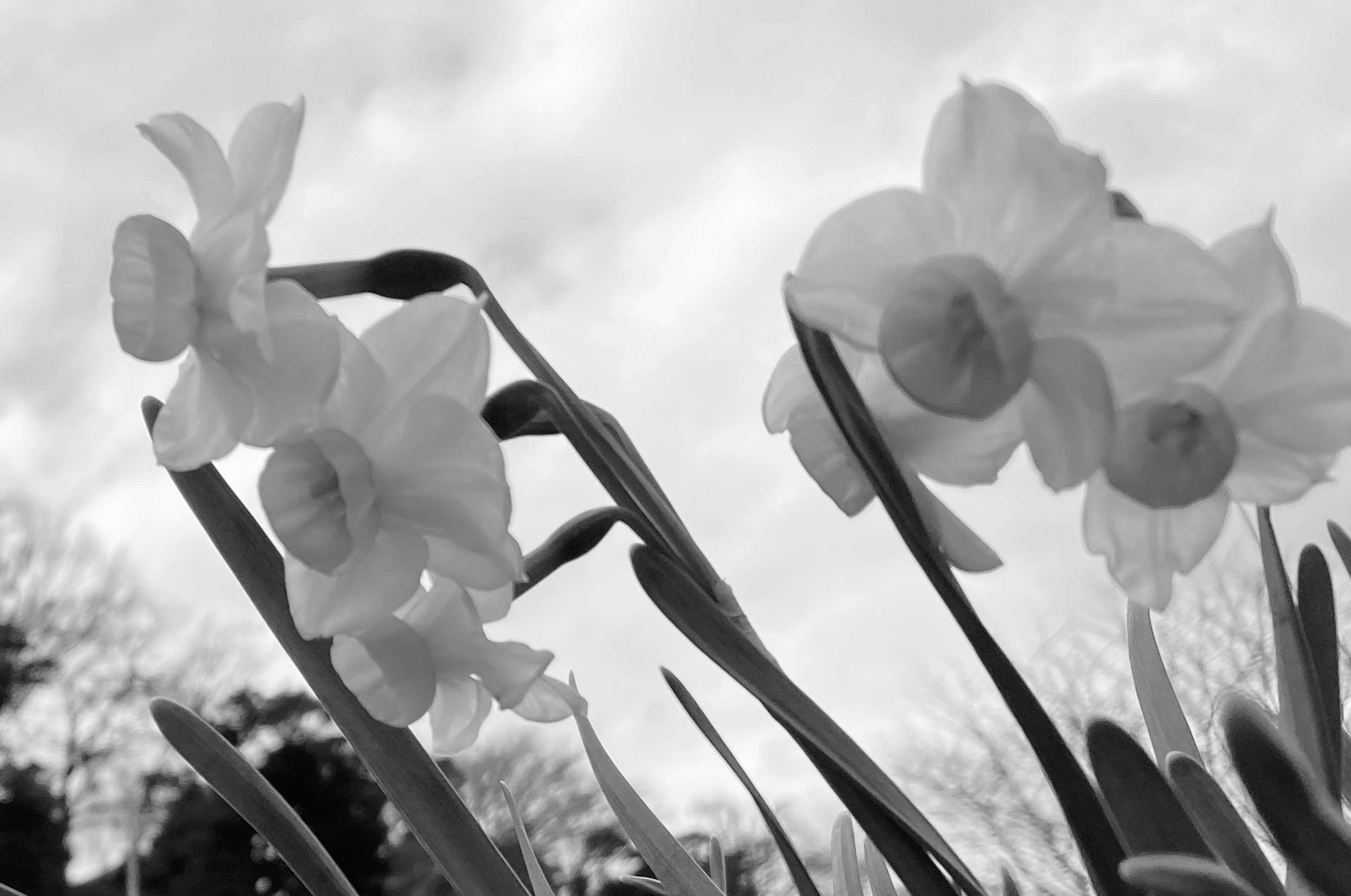 Haufen von weißen Narzissenblüten, die unter sanften Wolken blühen