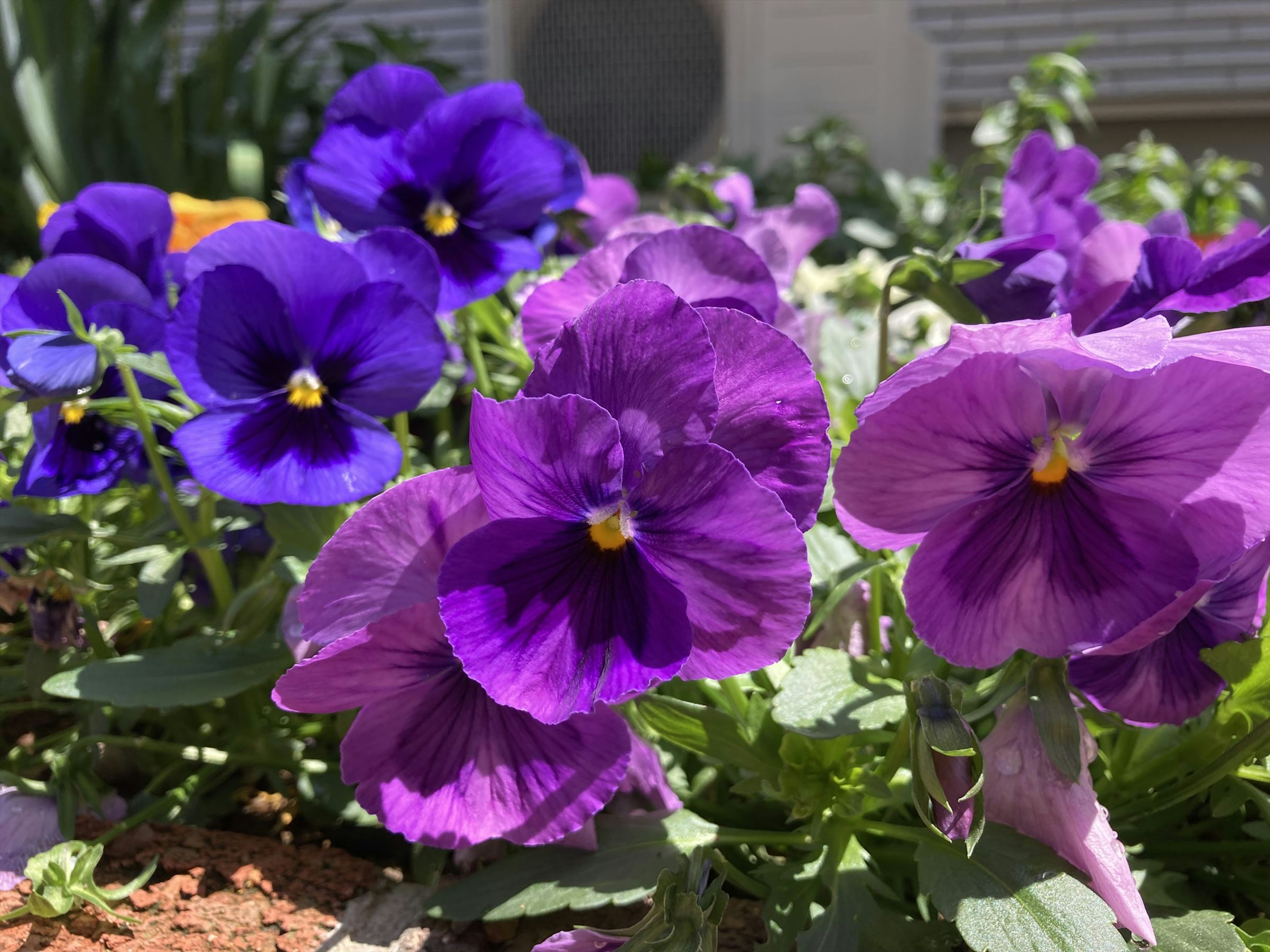 紫色のパンジーの花が咲いている庭の風景