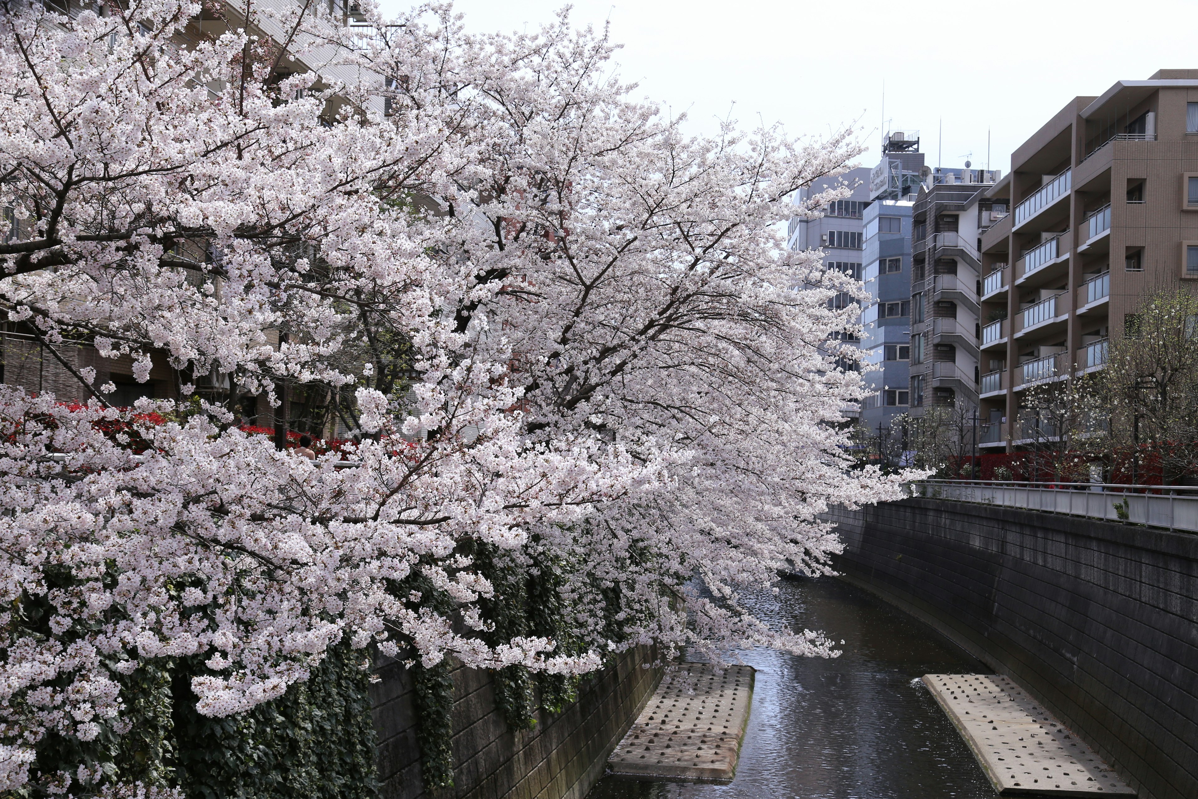 Alberi di ciliegio in fiore lungo un fiume in un contesto urbano