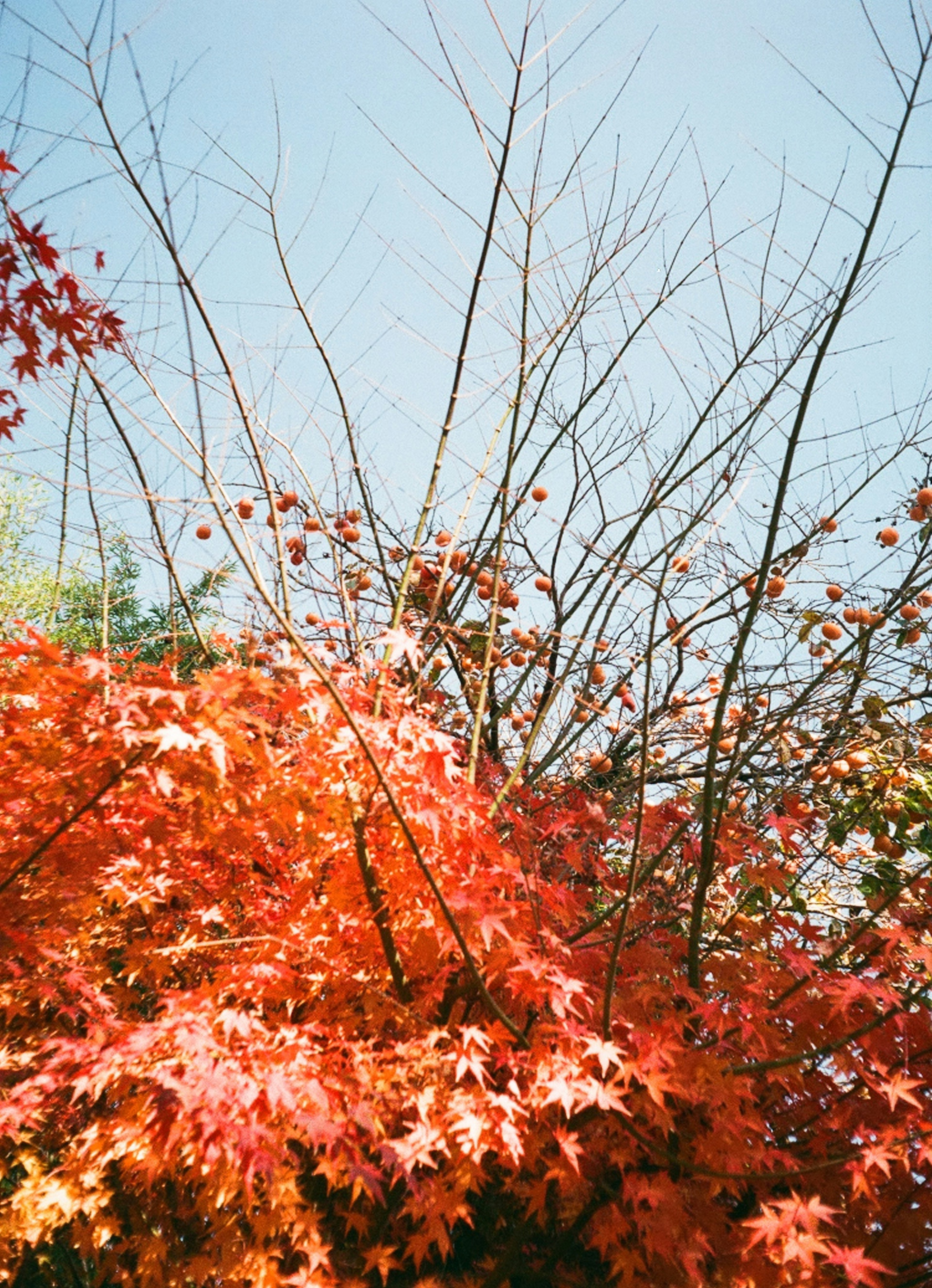 赤い紅葉と青空が広がる風景