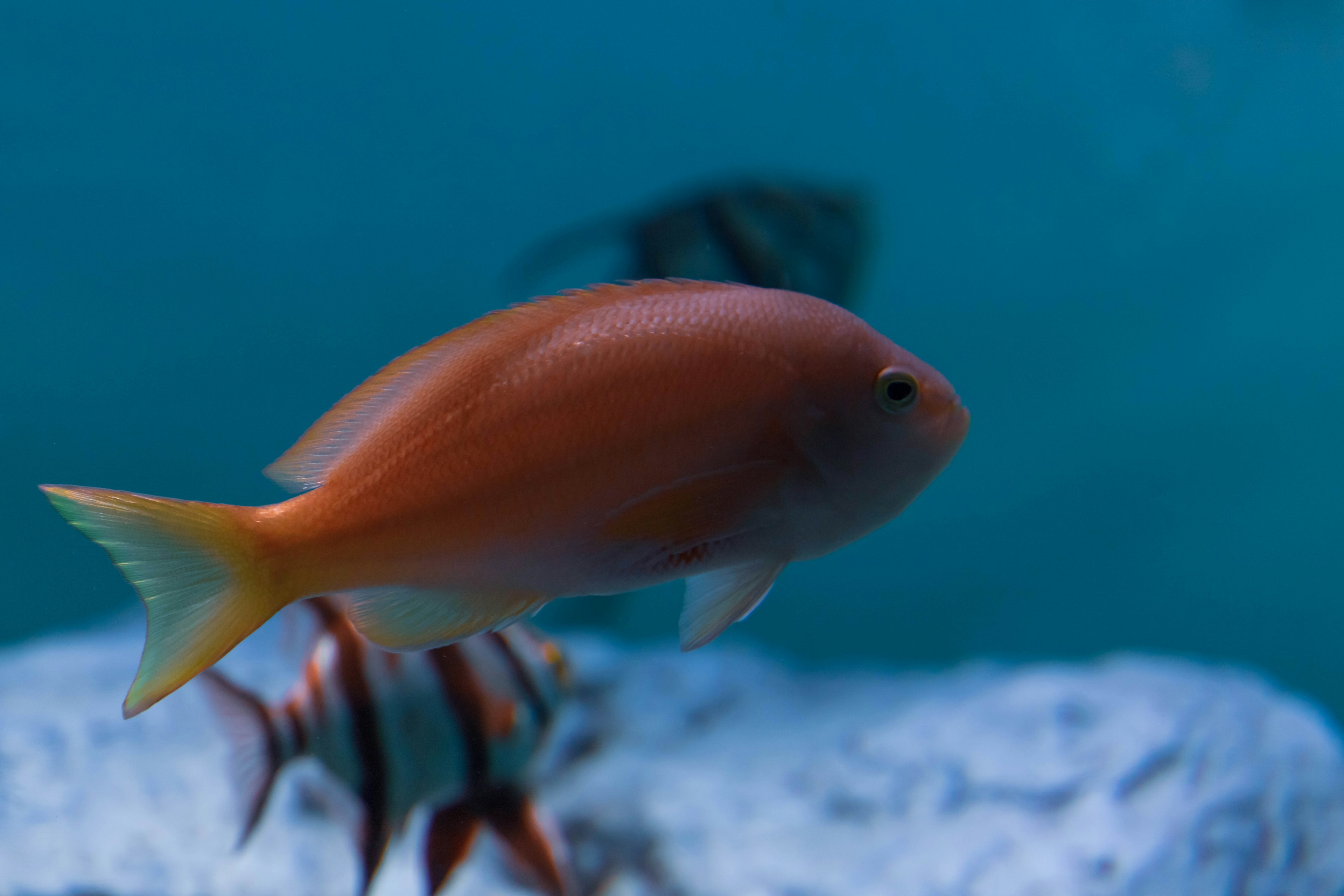 Pesce arancione che nuota in acqua con altri pesci sullo sfondo