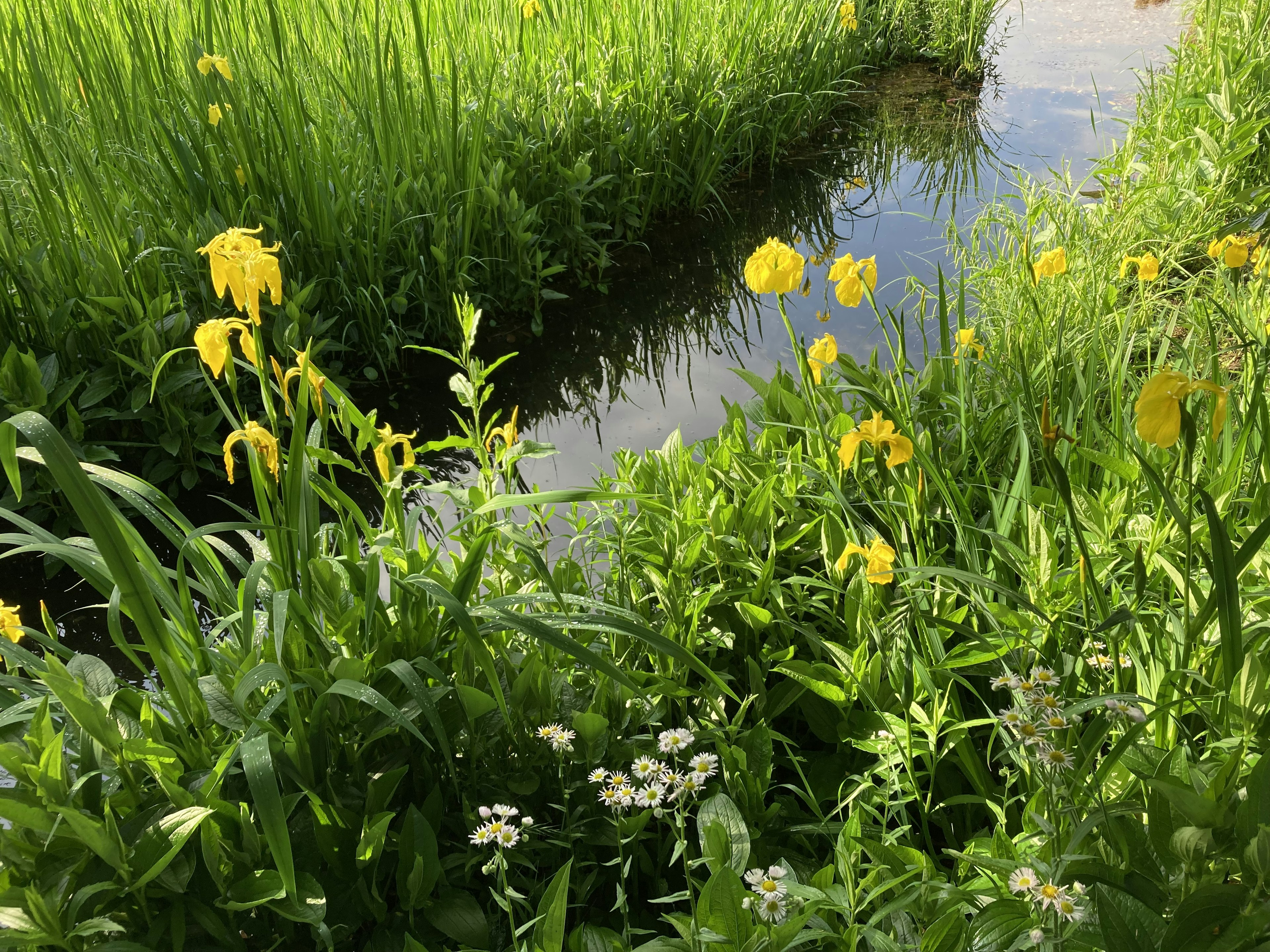 緑の草と黄色い花が咲く小川の風景