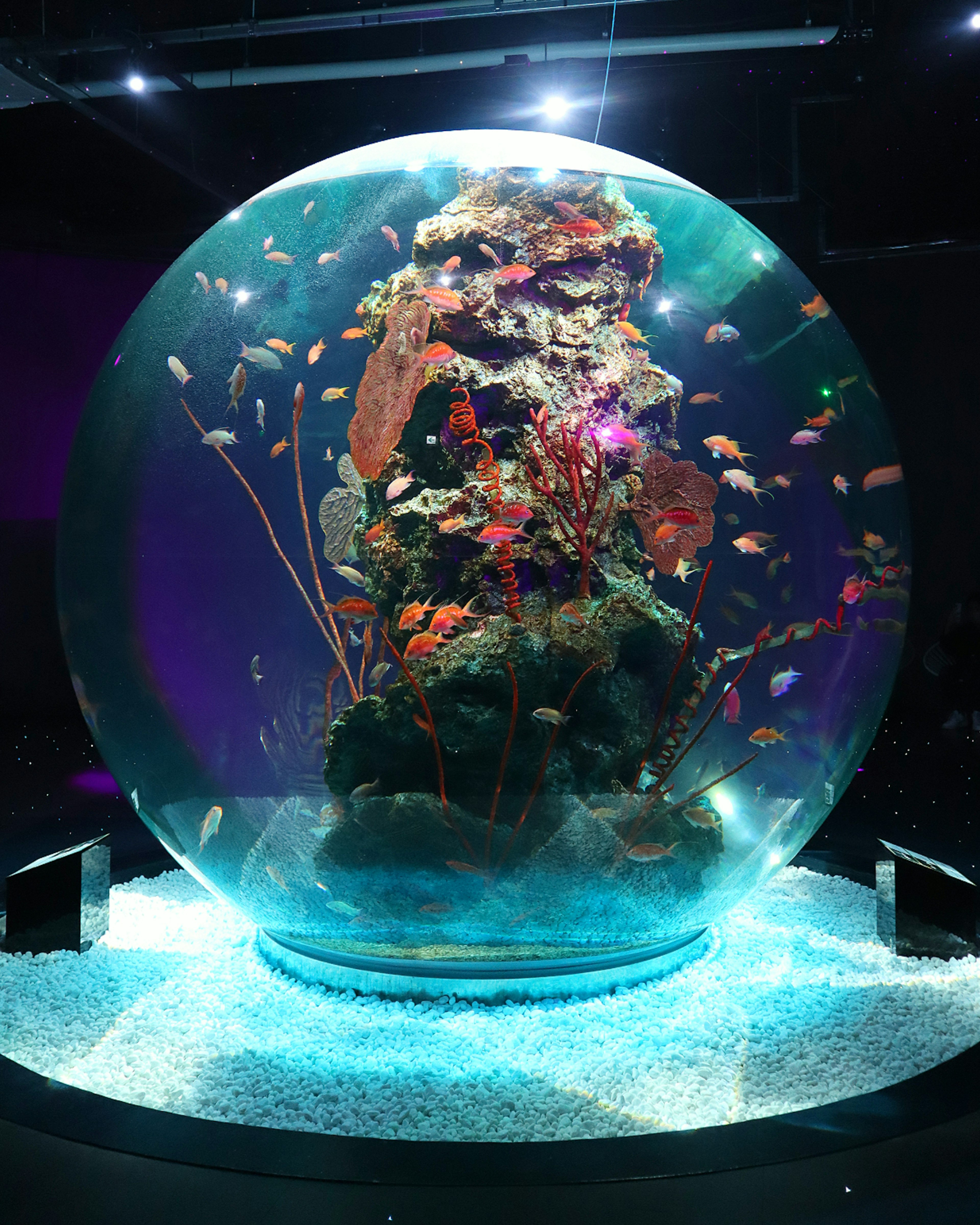 Una scena subacquea sorprendente con pesci colorati che nuotano in un acquario trasparente