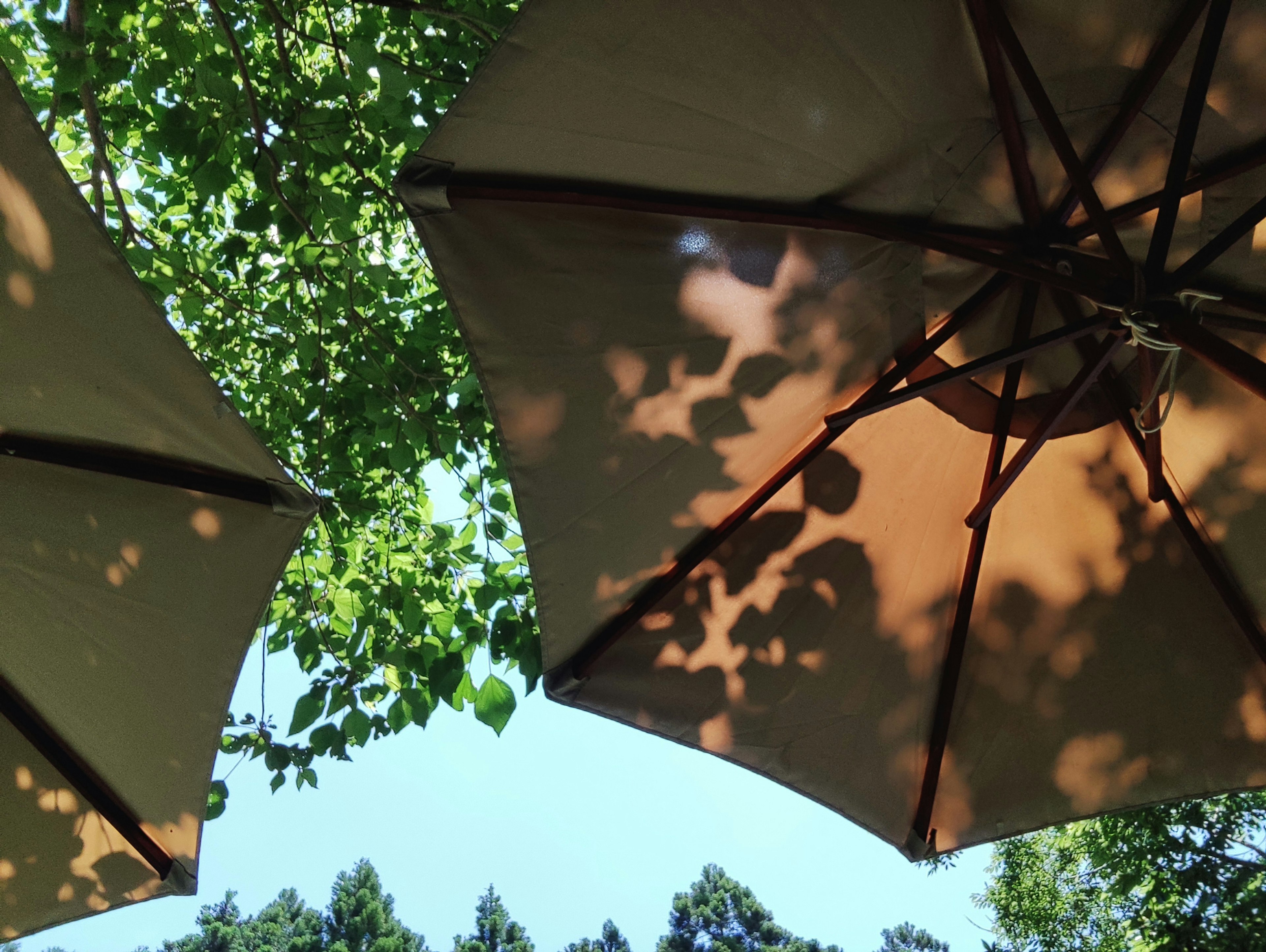 Shadows of umbrellas beneath a tree with clear blue sky