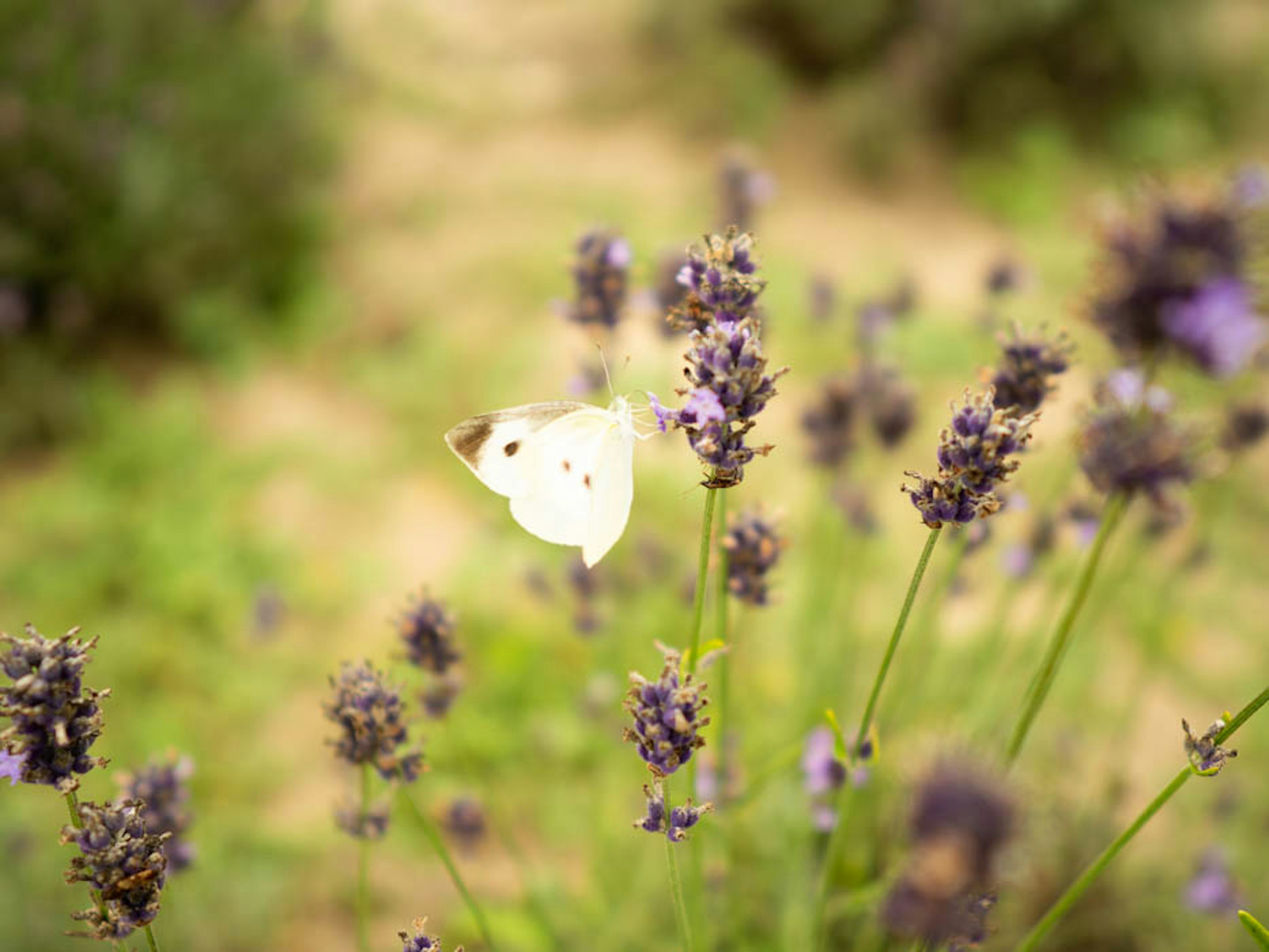 Una farfalla bianca che volteggia sopra i fiori di lavanda