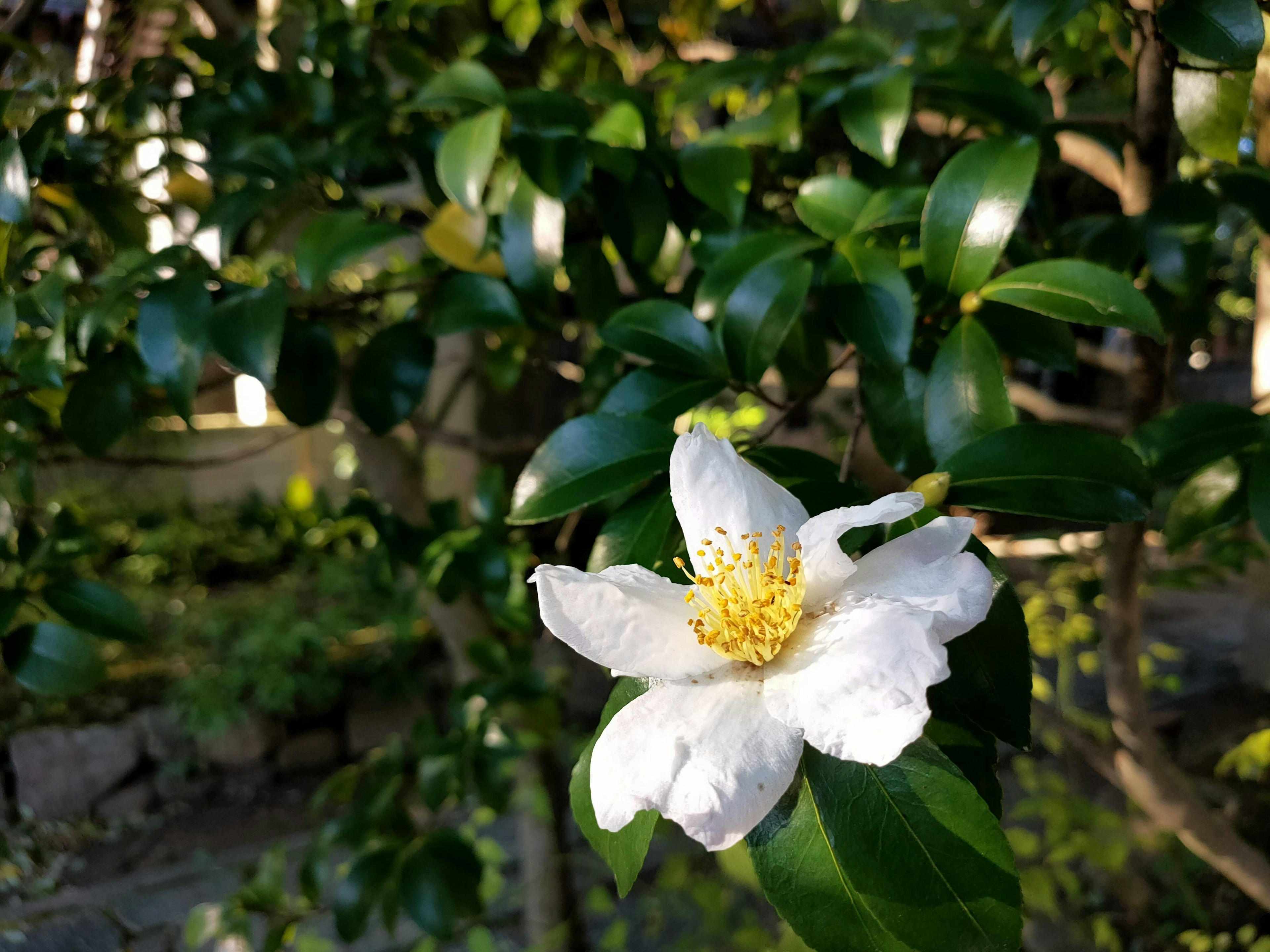 Gros plan d'une fleur blanche avec des étamines jaunes sur un fond de feuilles vertes luxuriantes