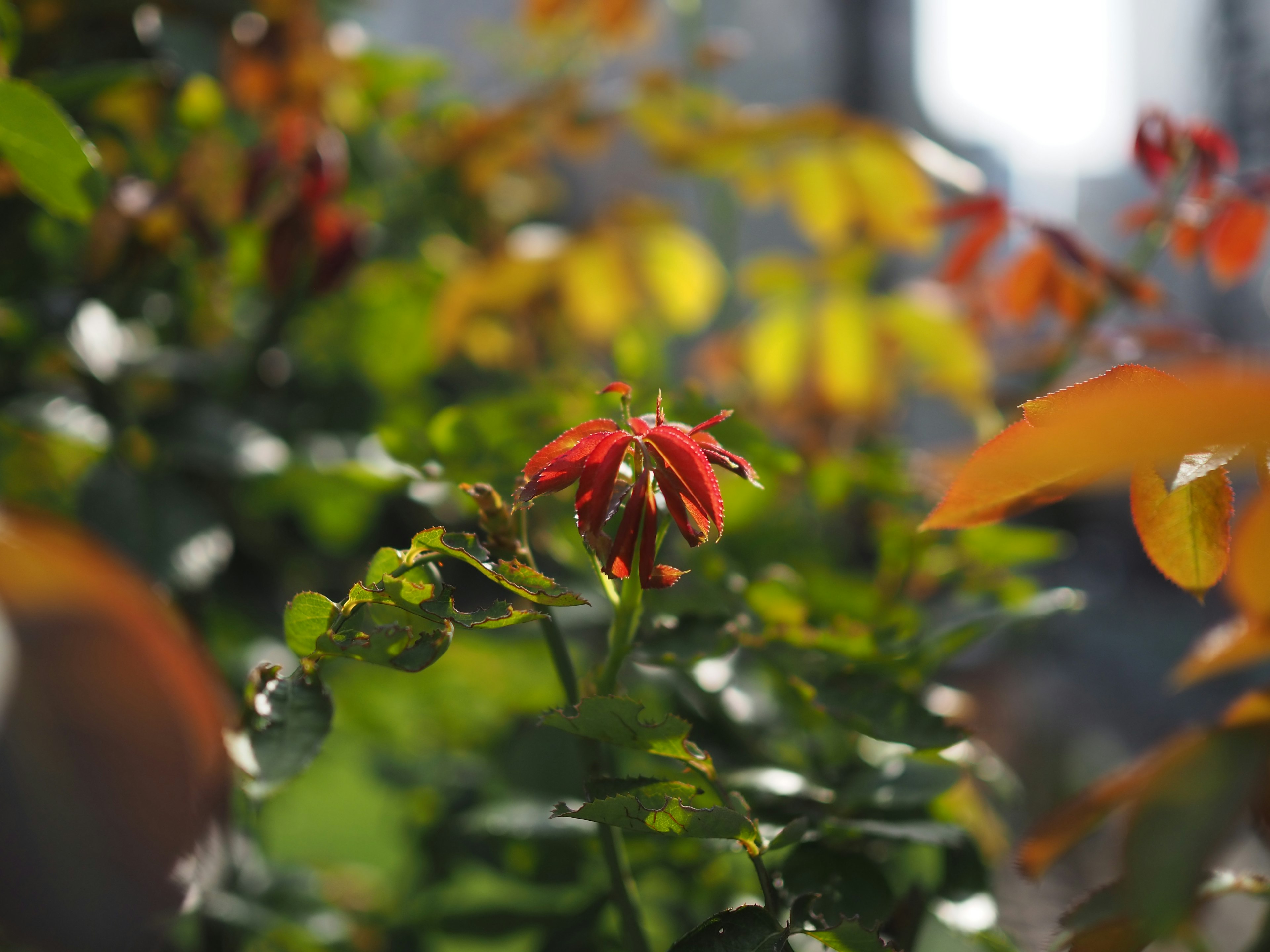 Imagen en primer plano de una flor roja rodeada de hojas verdes