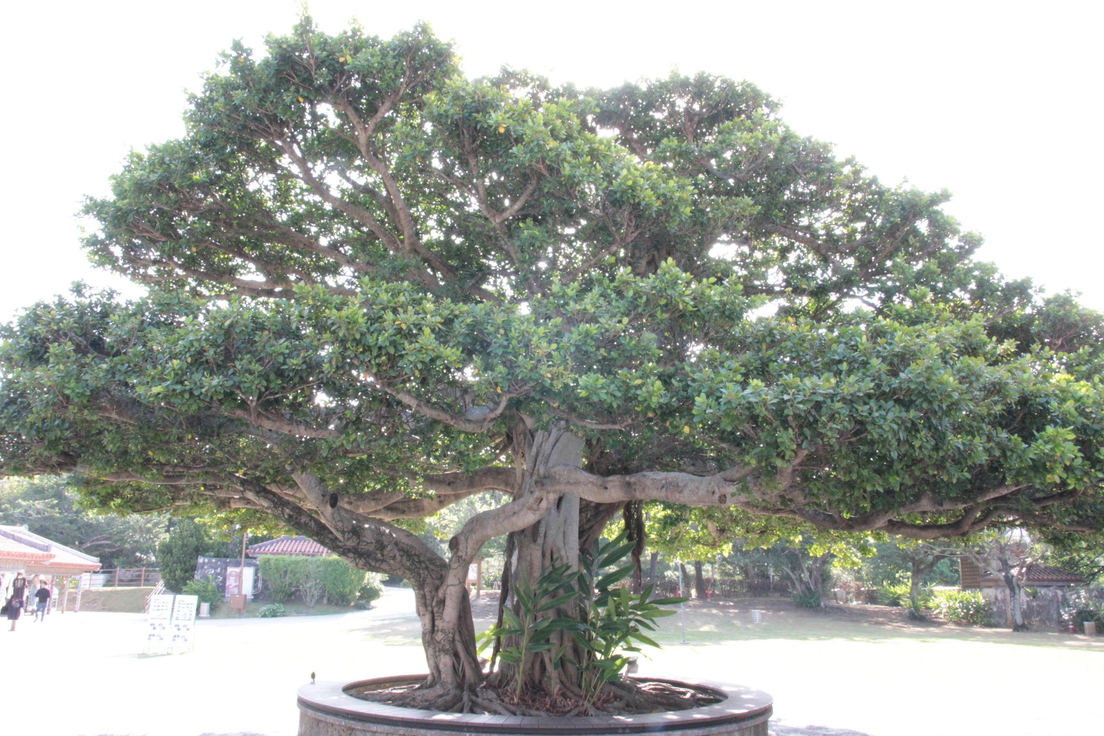 Large tree with a broad canopy resembling a bonsai