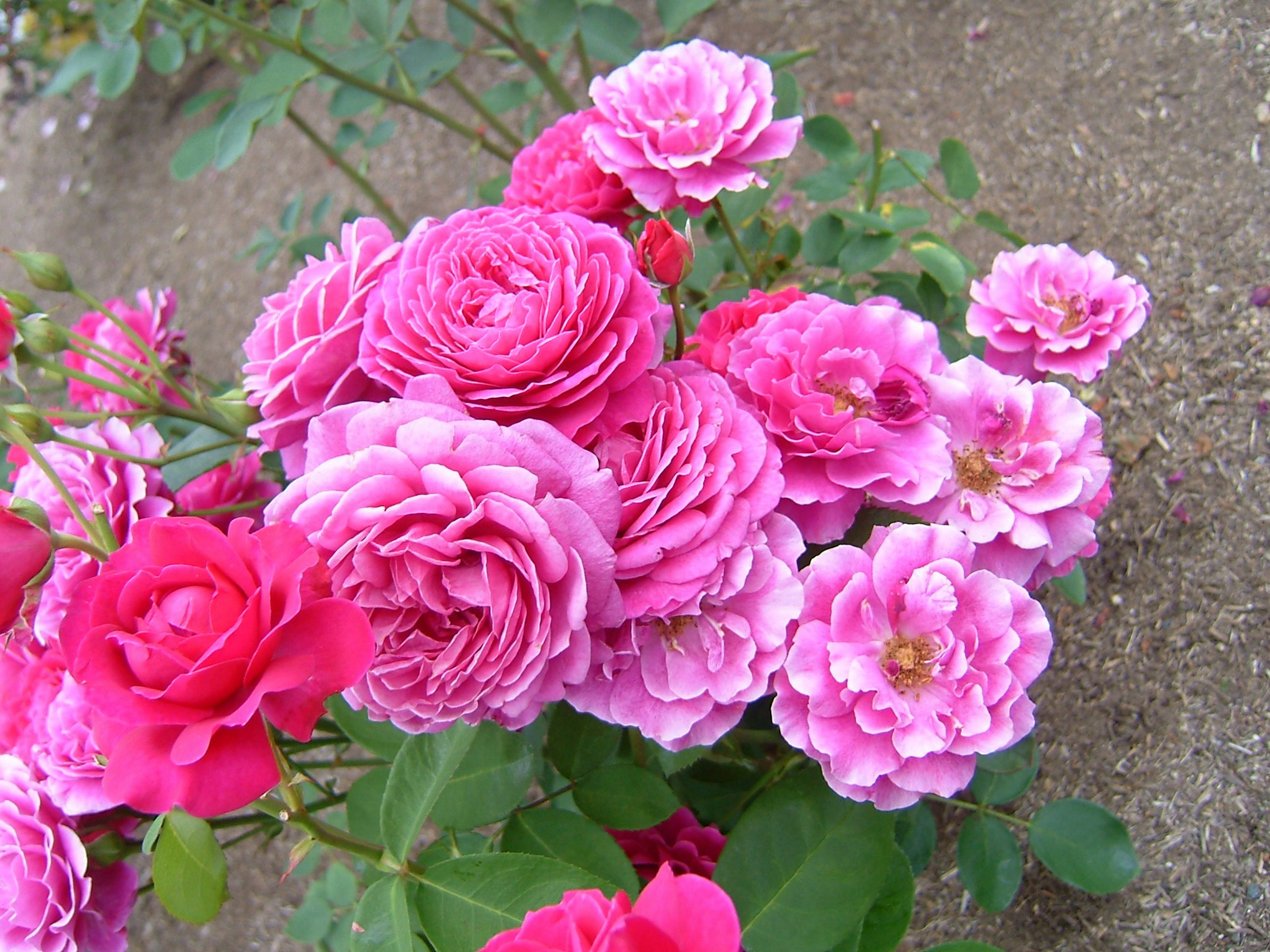 Un bellissimo bouquet di rose rosa in piena fioritura