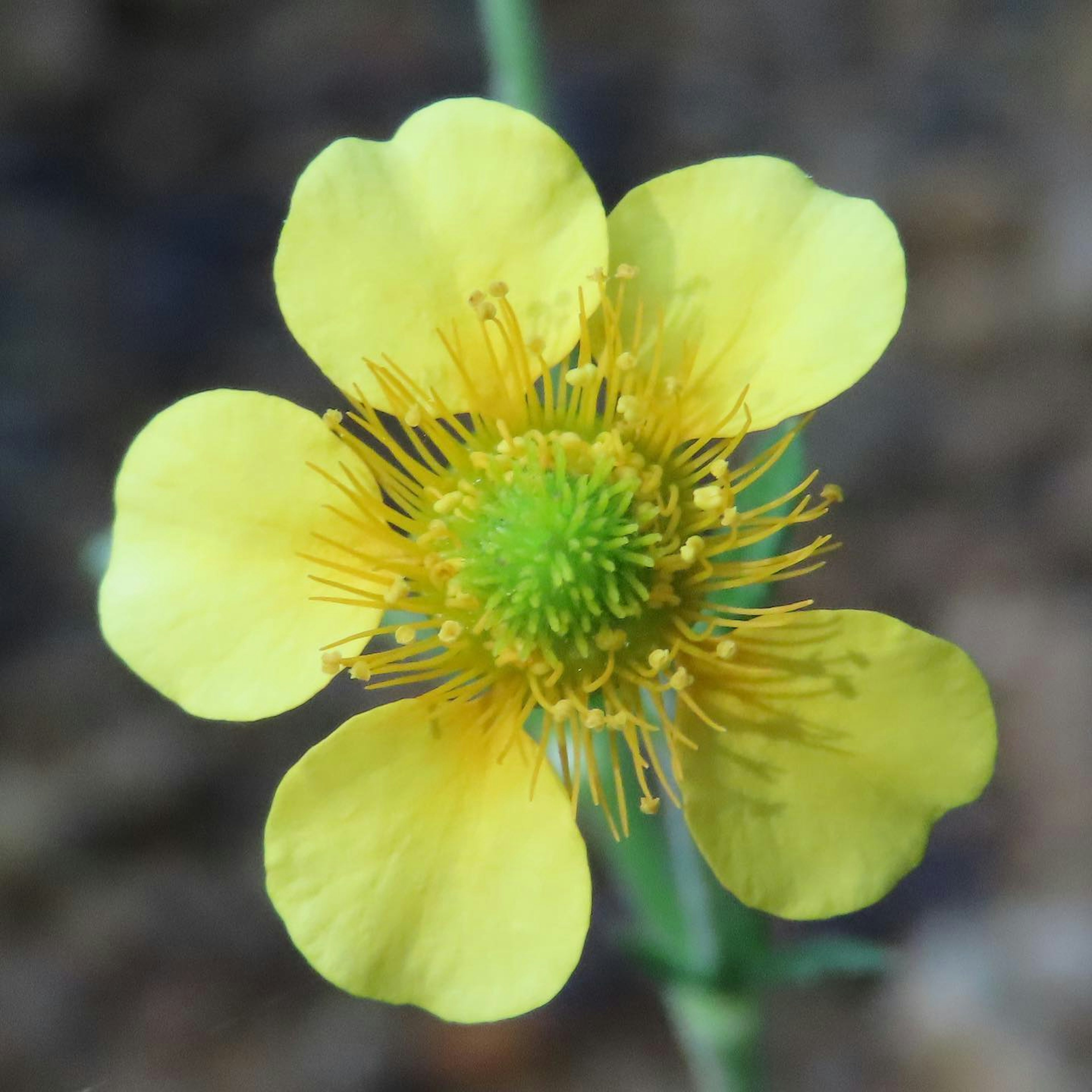 A close-up of a yellow flower with round petals and a green center