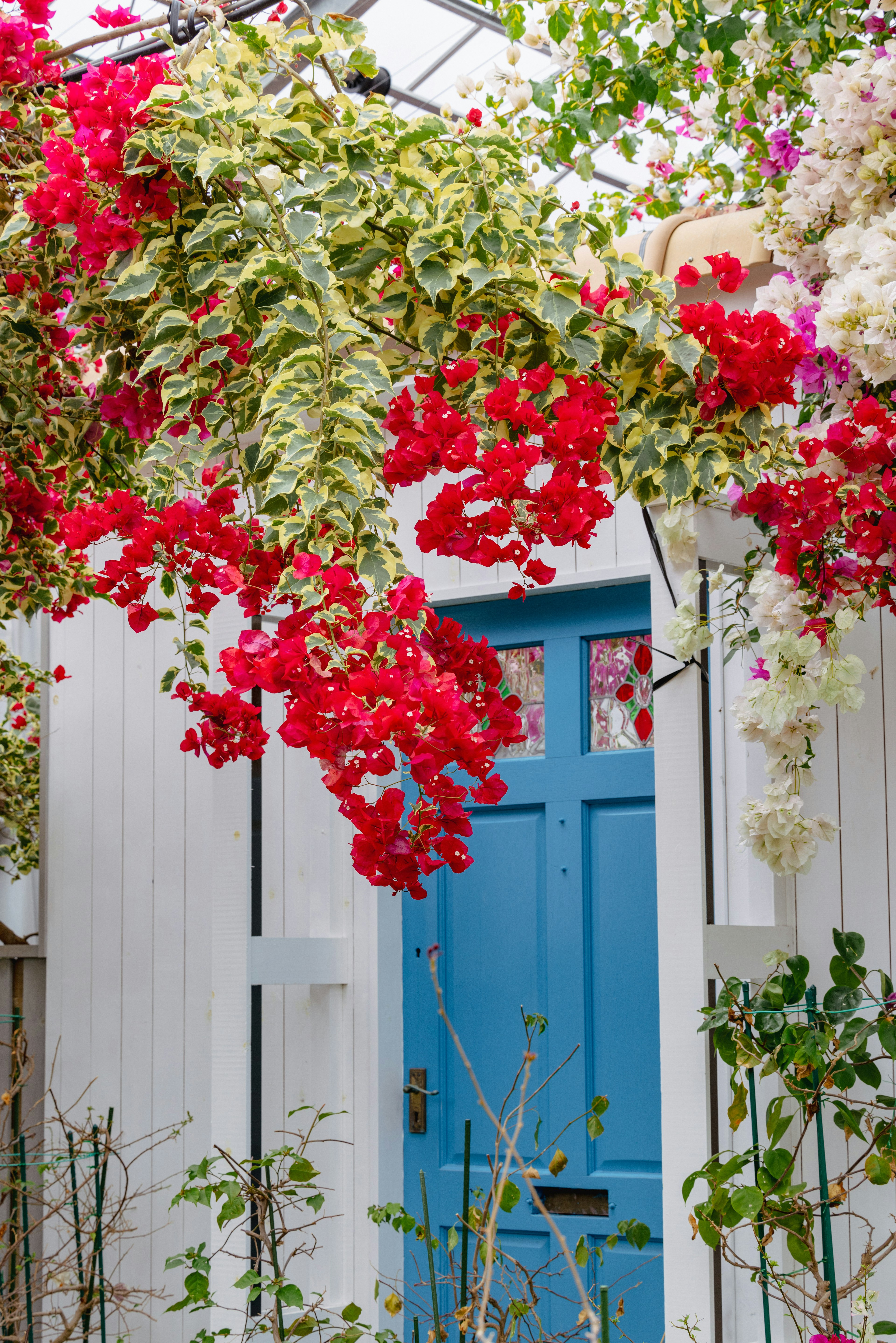 Entrée magnifique avec une porte bleue et des fleurs de bougainvillier rouges éclatantes