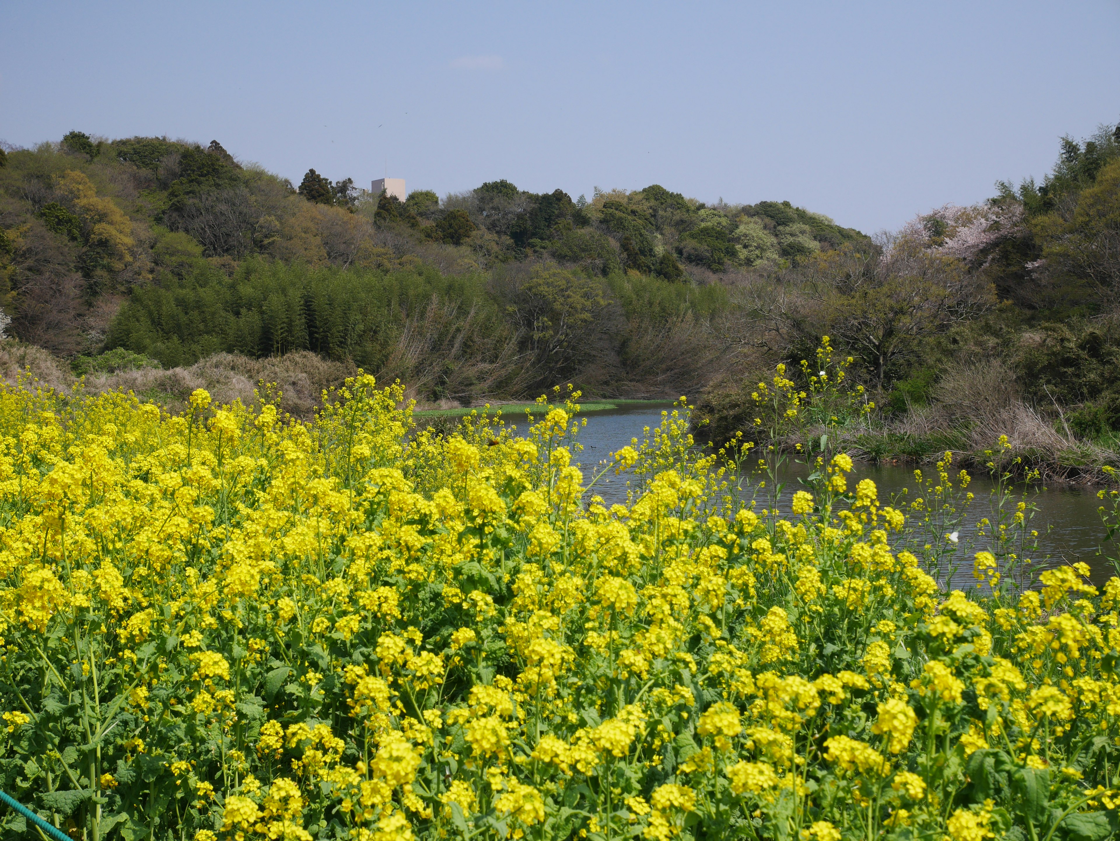 Malersiche Aussicht auf einen Fluss, gesäumt von leuchtend gelben Blumen