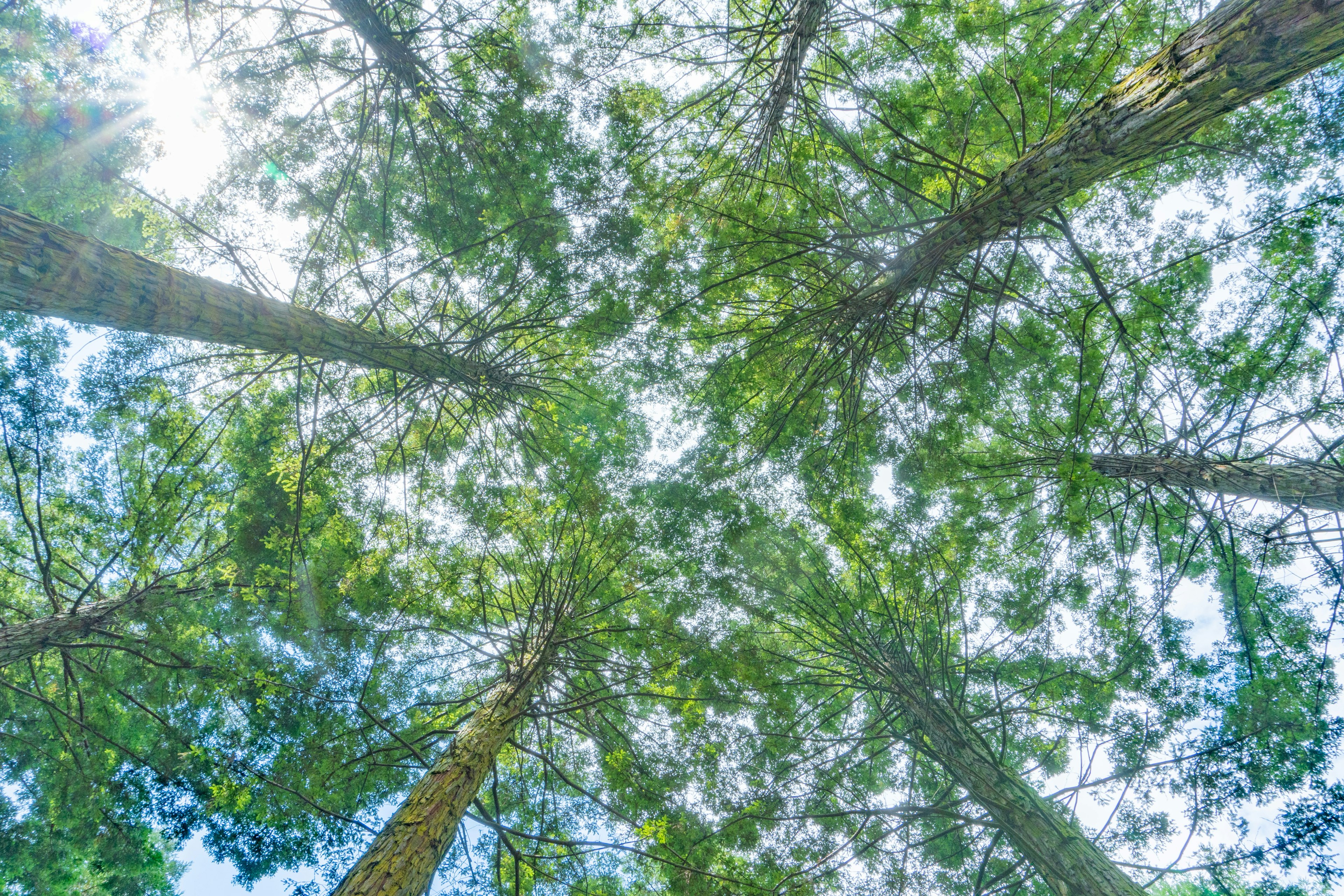 Vista del cielo attraverso alberi verdi lussureggianti