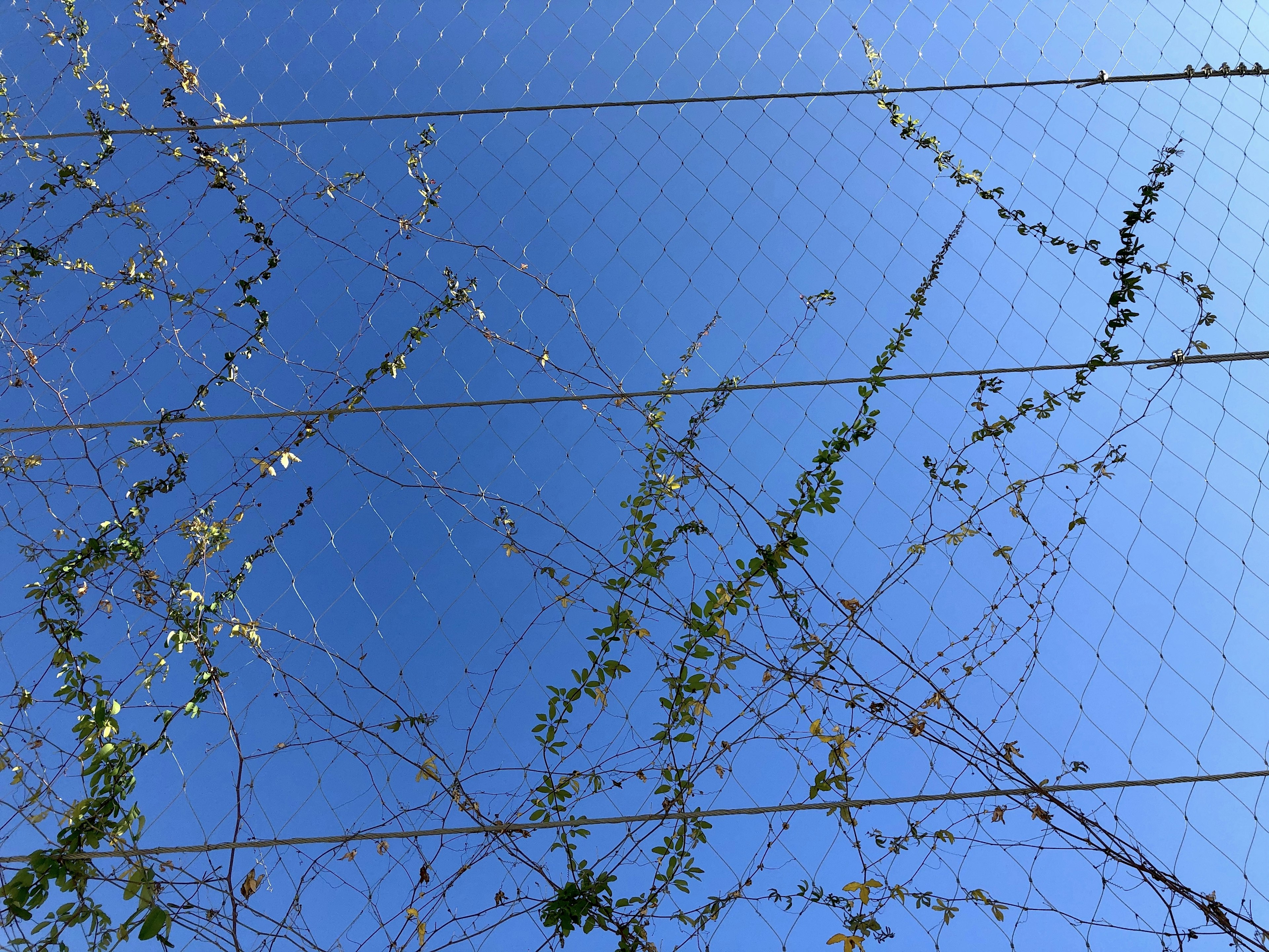 Green vines intertwining against a clear blue sky and wire fence