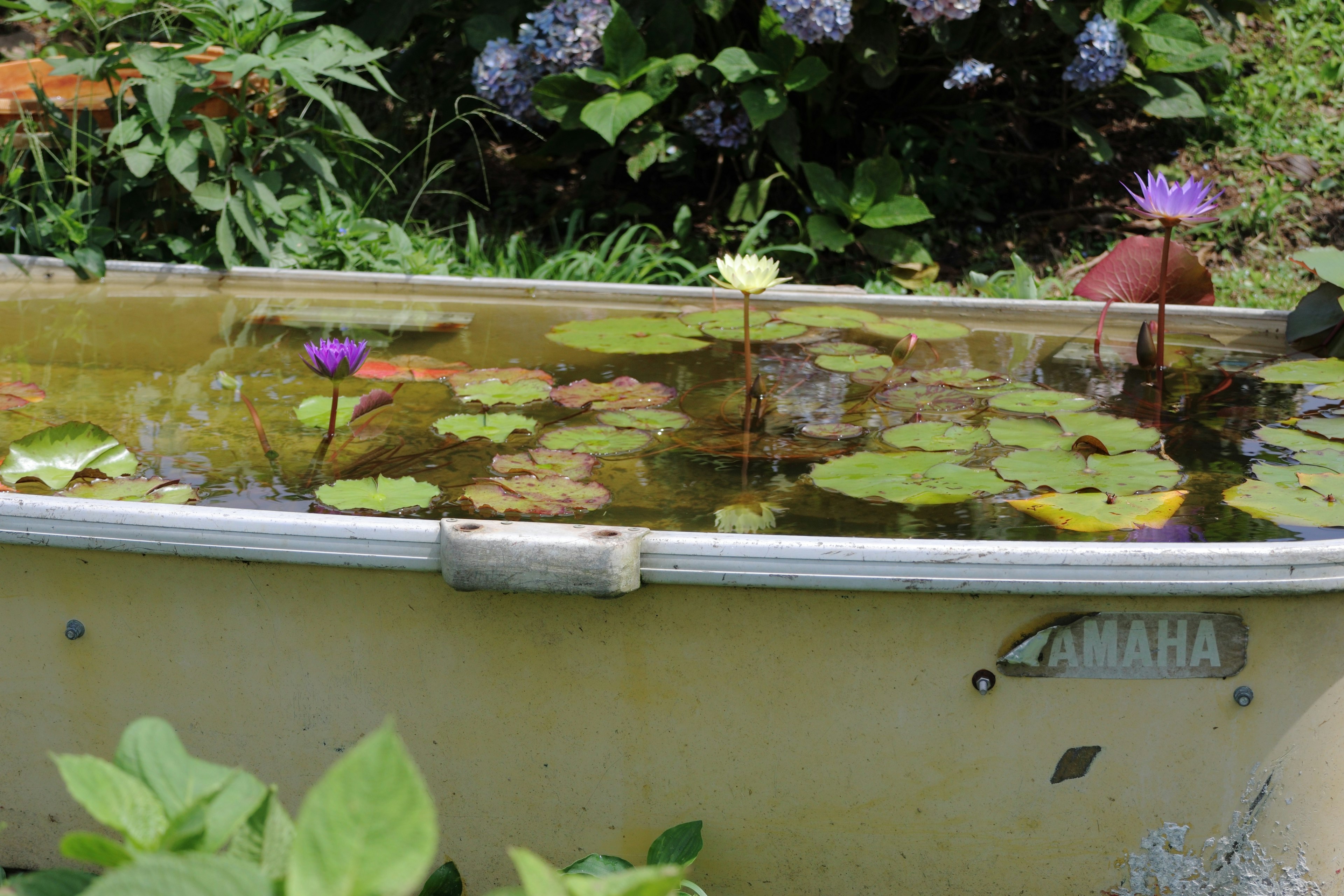 Eine alte Badewanne mit schwimmenden Seerosen und grünen Pflanzen in einem Garten