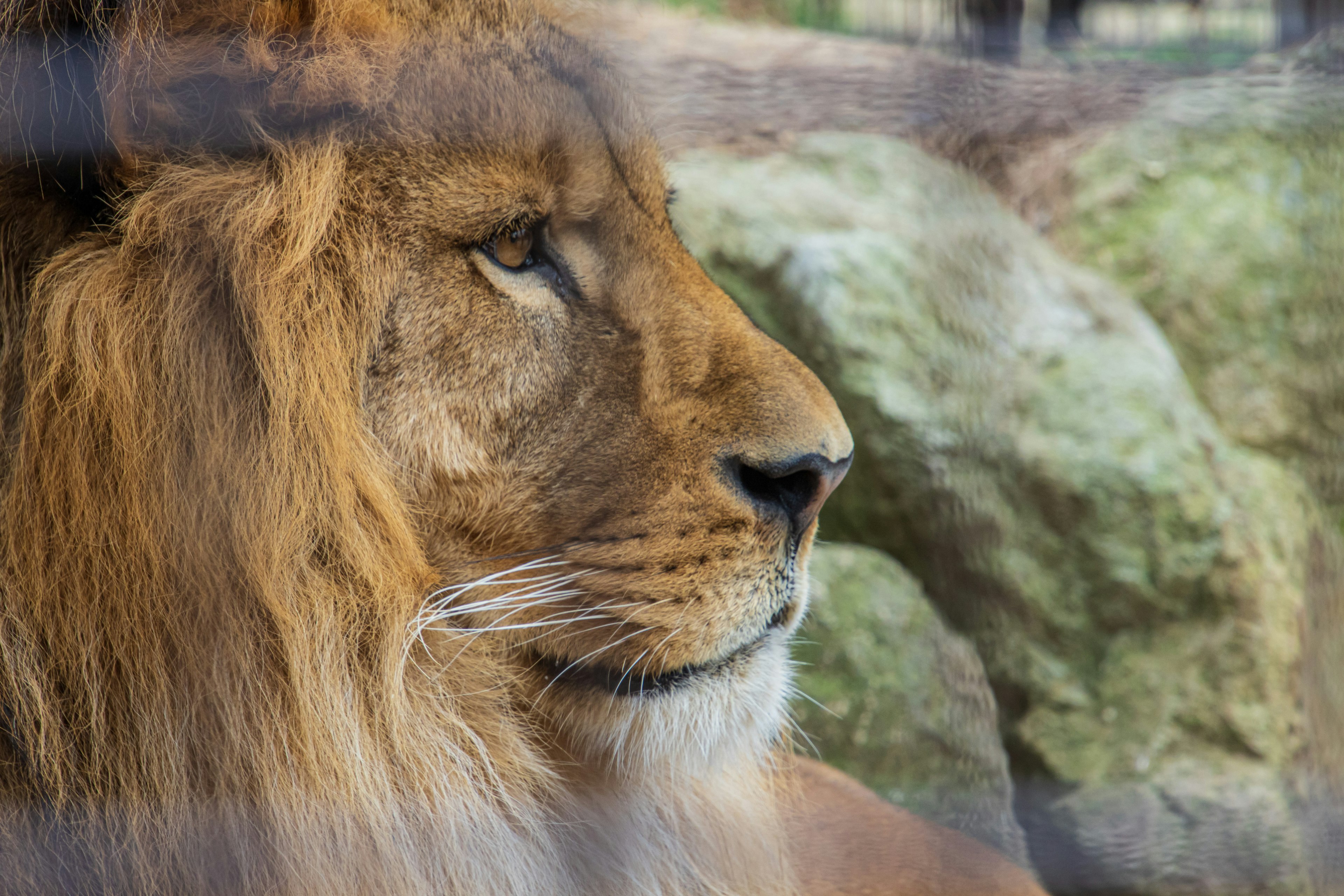 Profile of a lion sitting in front of rocks