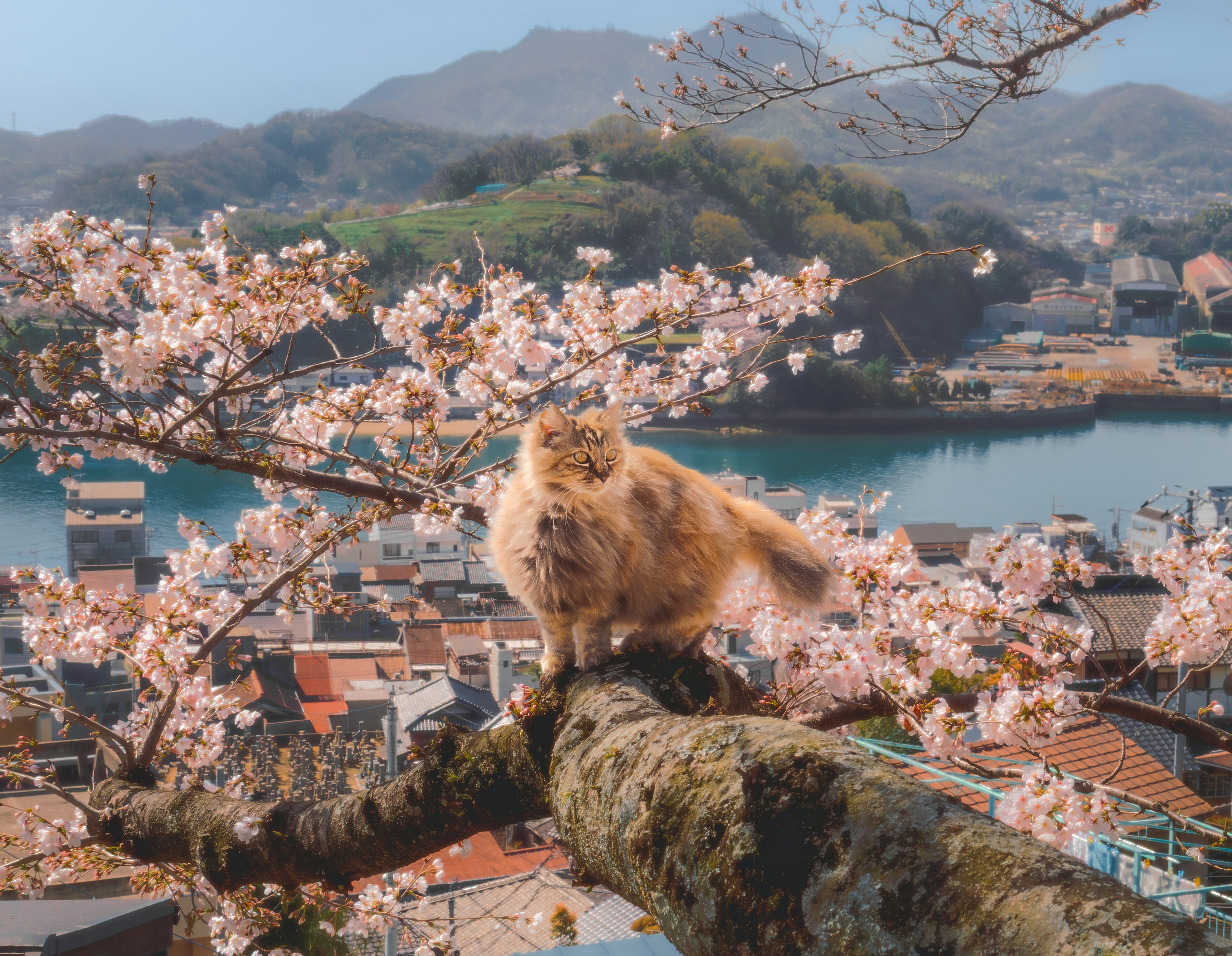 猫坐在樱花树枝上，背景是美丽的风景