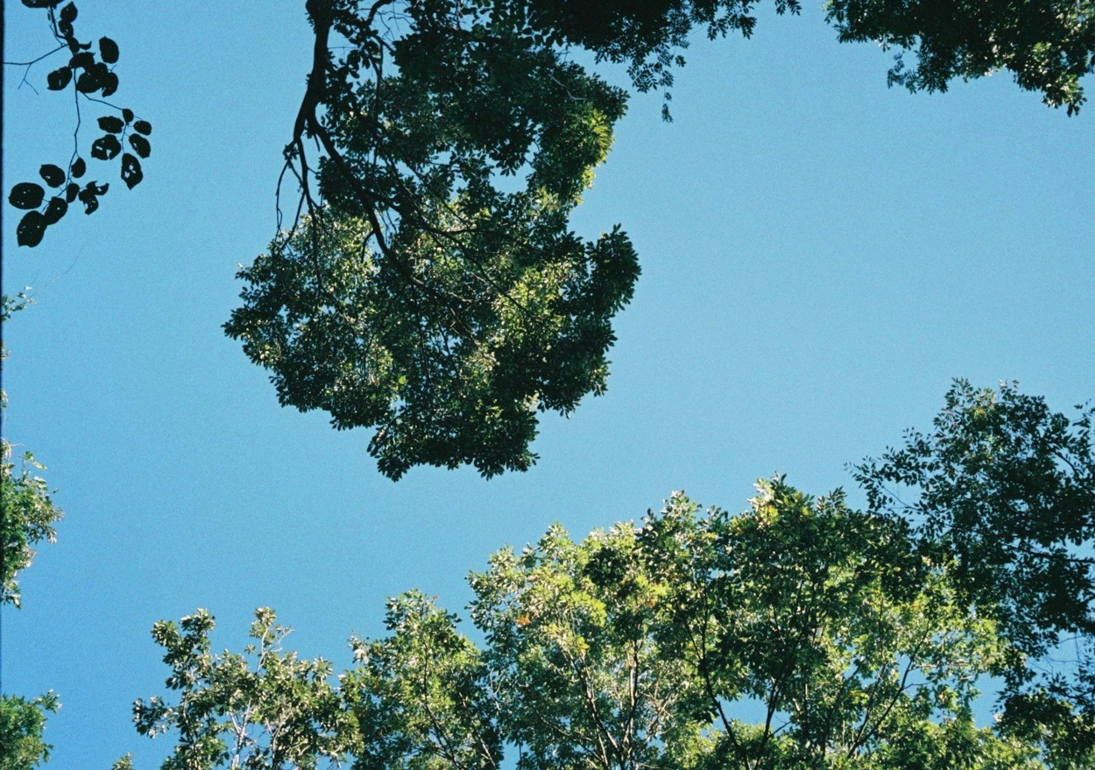 樹枝和樹葉在藍天背景下的視角