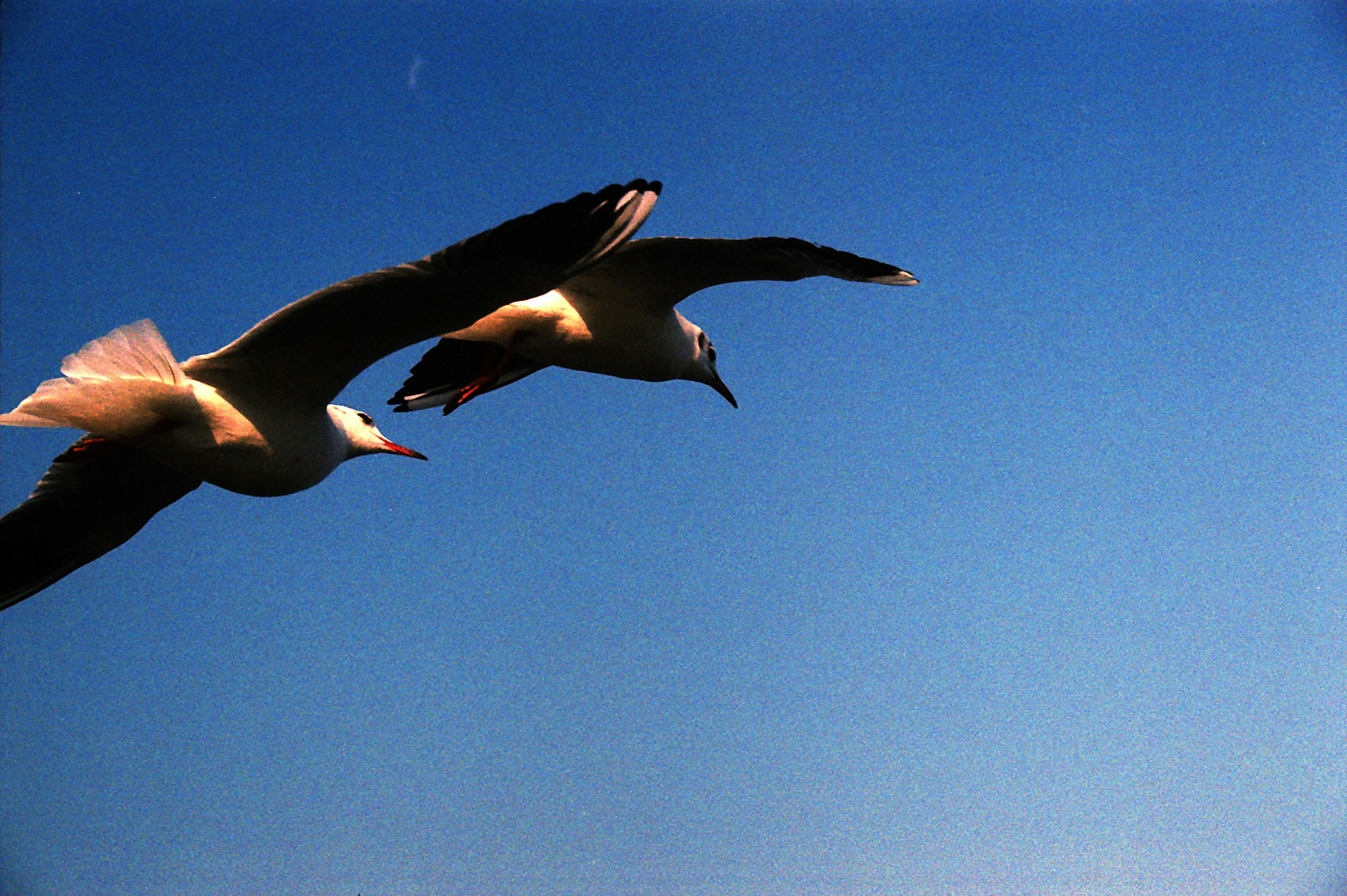 Zwei Vögel fliegen in einem blauen Himmel