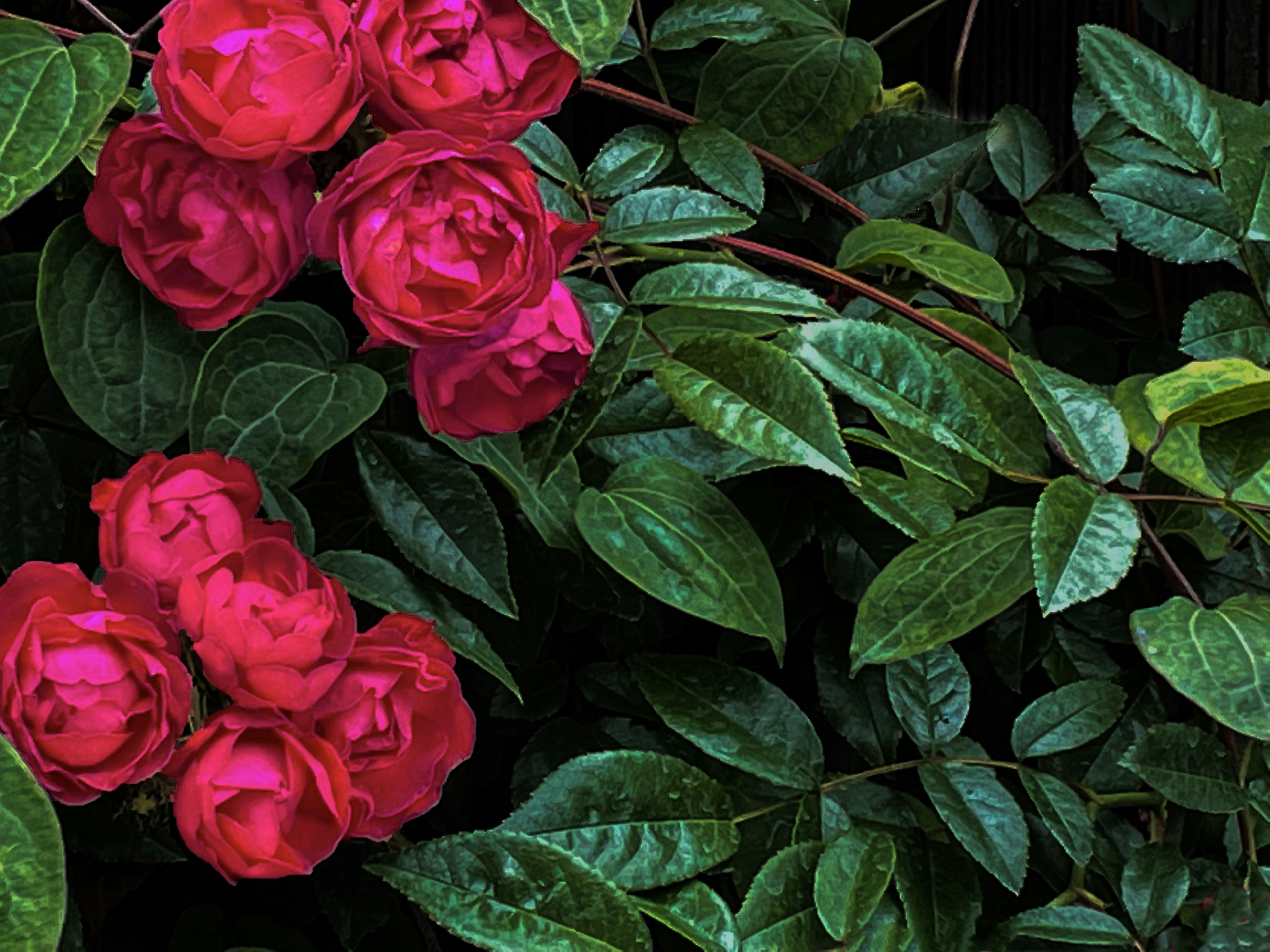 Roses rouges vives entourées de feuilles vertes luxuriantes créant un beau contraste