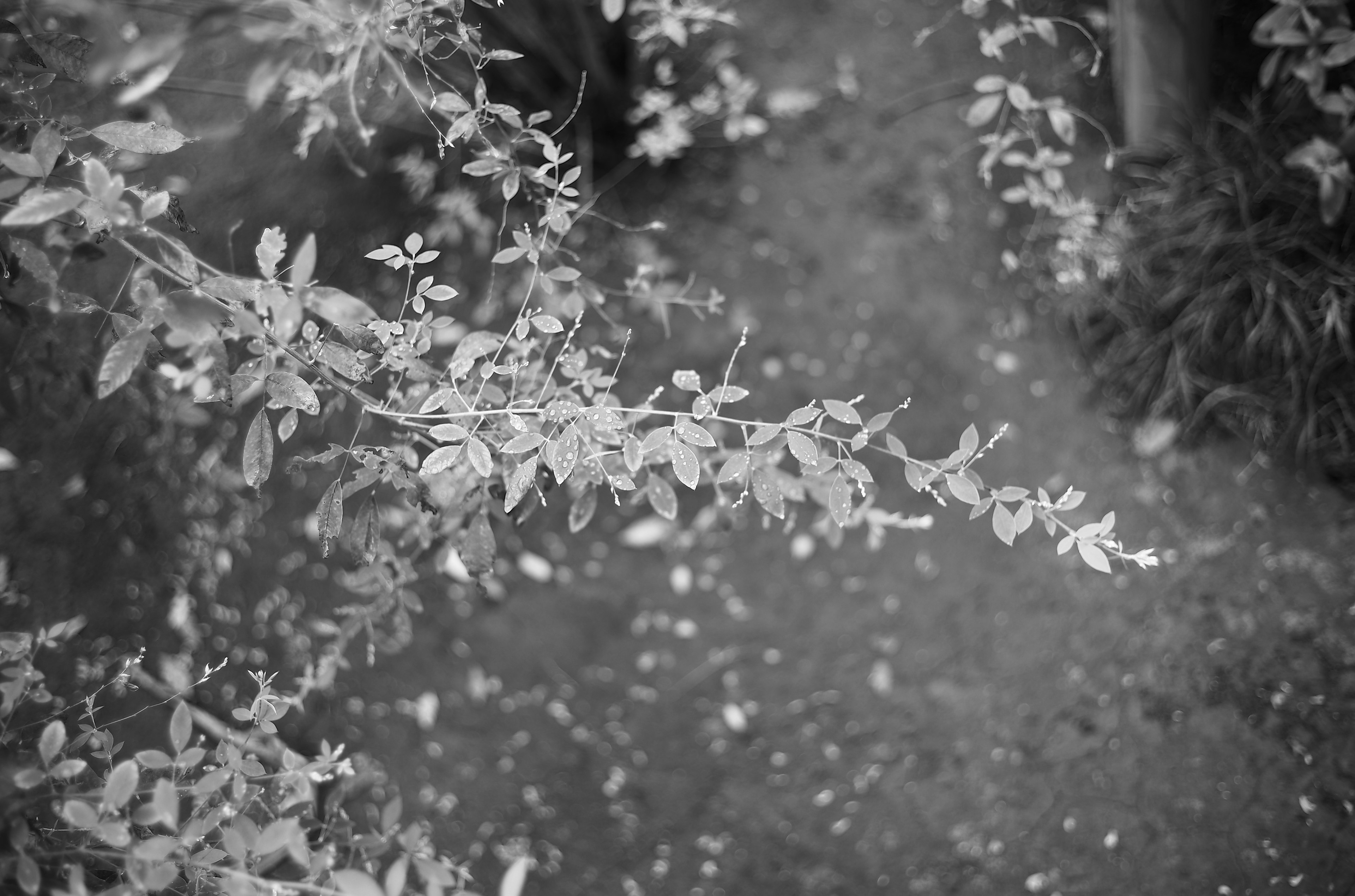 Acercamiento de hojas y tallos entrelazados en blanco y negro