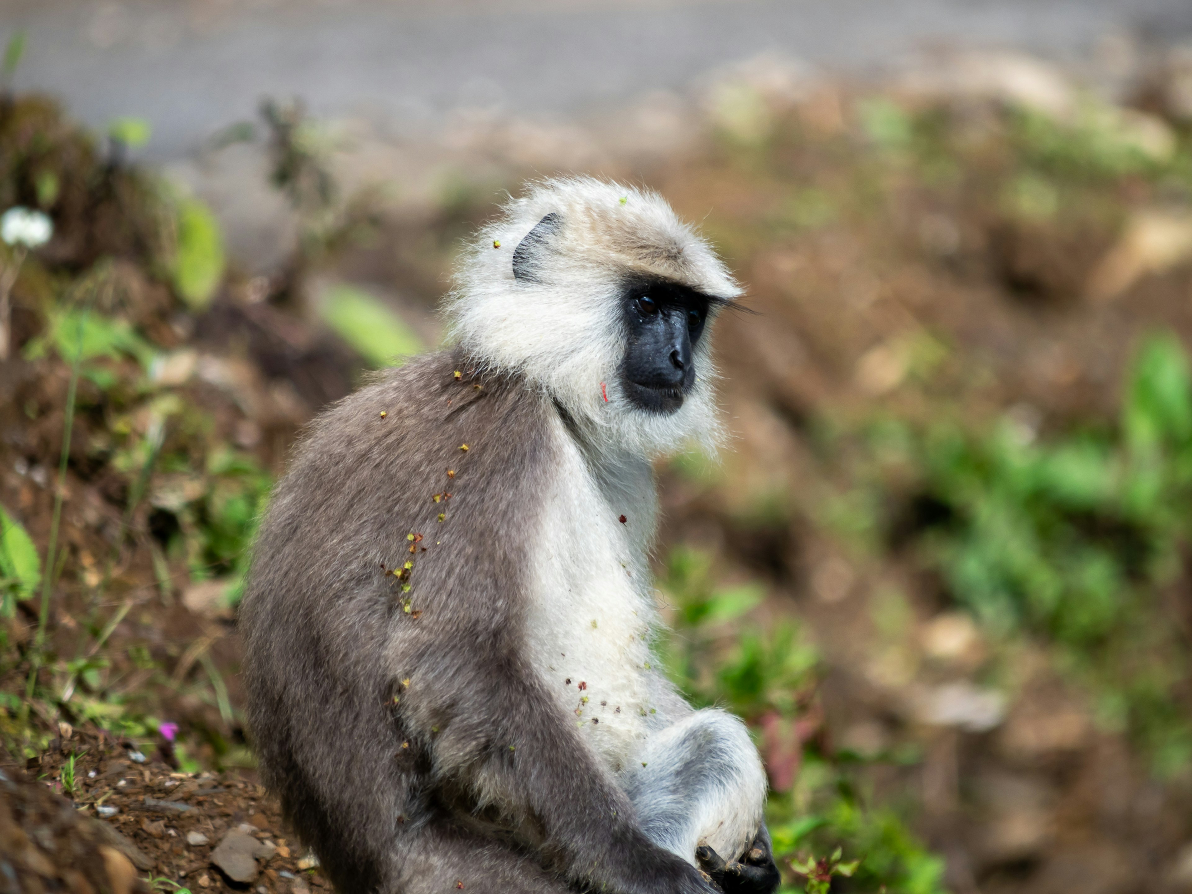 Gray monkey sitting sideways with a green background