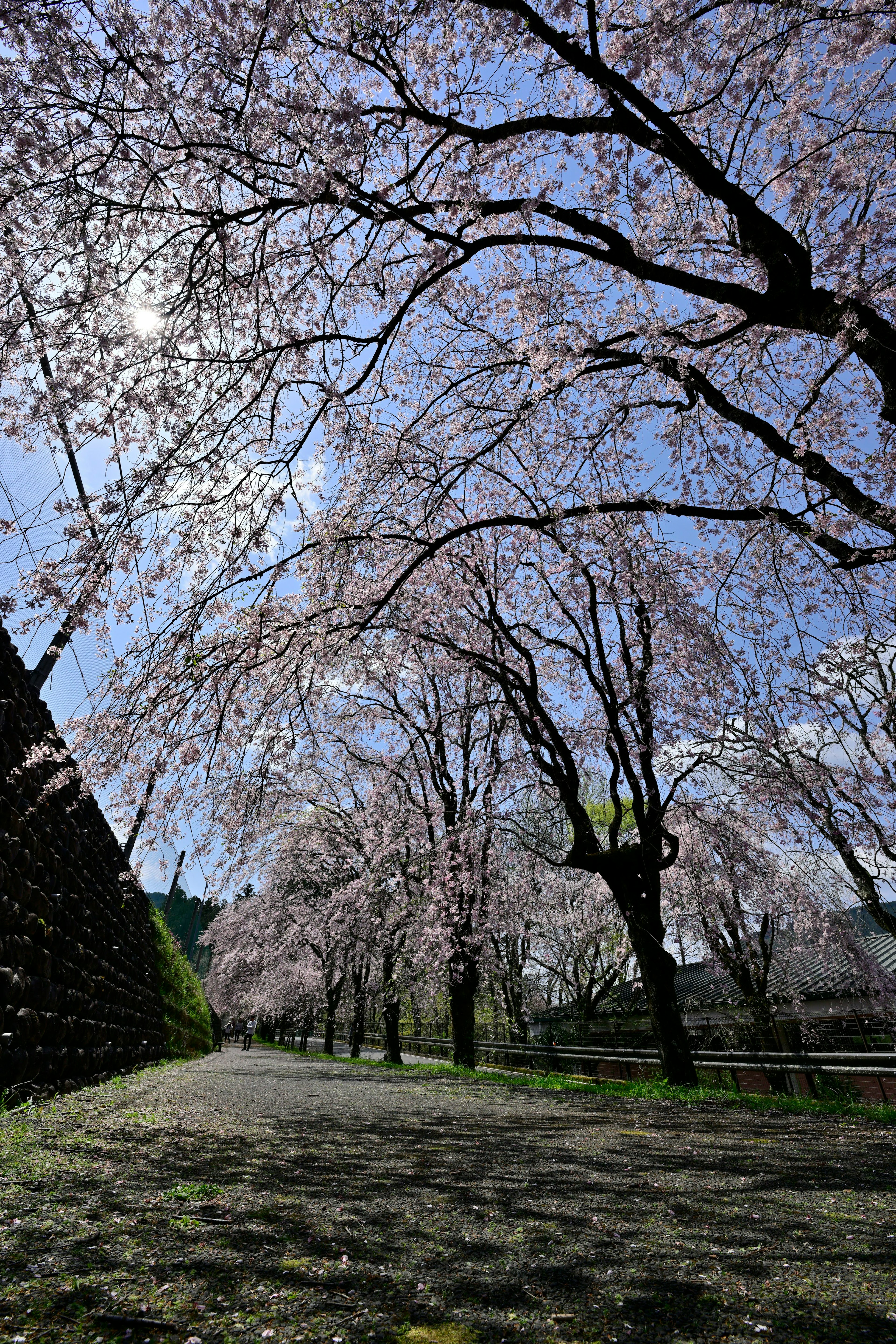 Un sentiero panoramico fiancheggiato da alberi di ciliegio in fiore sotto un cielo blu